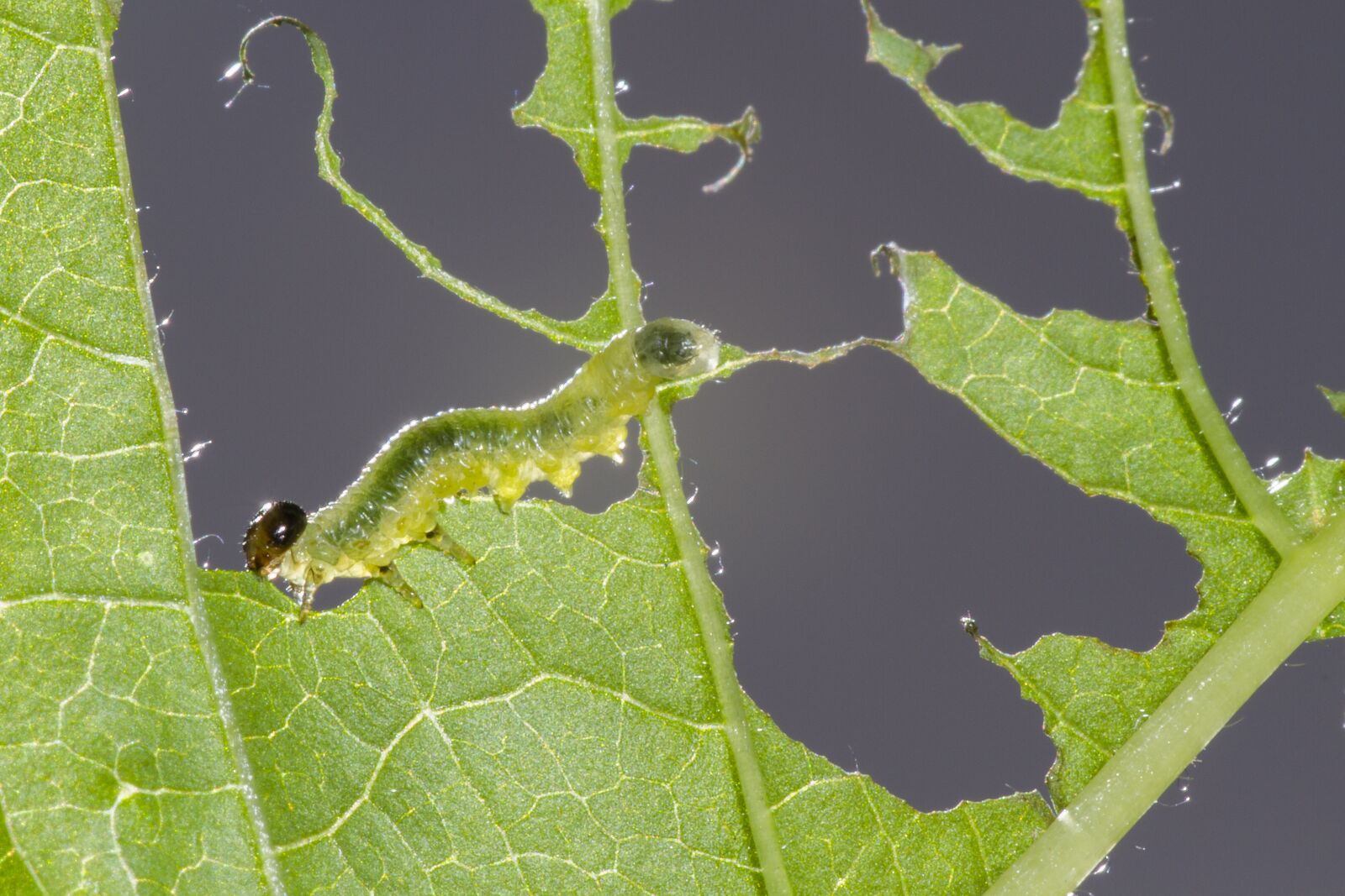 Canon EOS 7D sample photo. Sawflies larvae, caterpillar, leaf photography