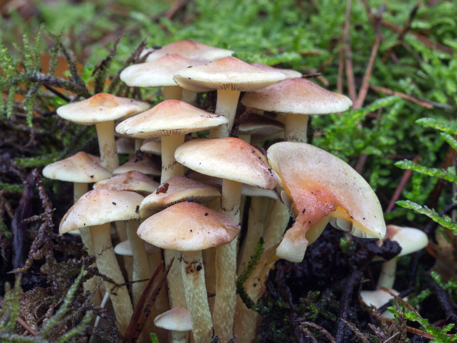 Canon EF-S 60mm F2.8 Macro USM sample photo. Mushrooms, forest, forest mushrooms photography