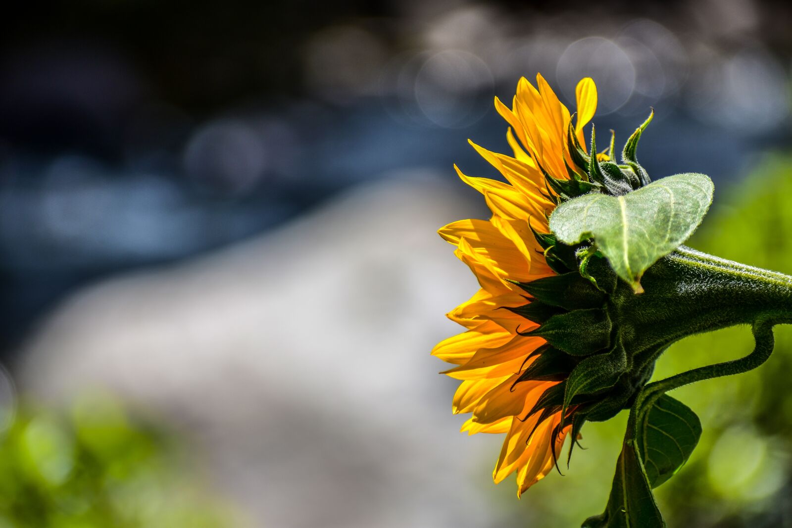 Nikon D3400 sample photo. Sunflower, flower, yellow photography