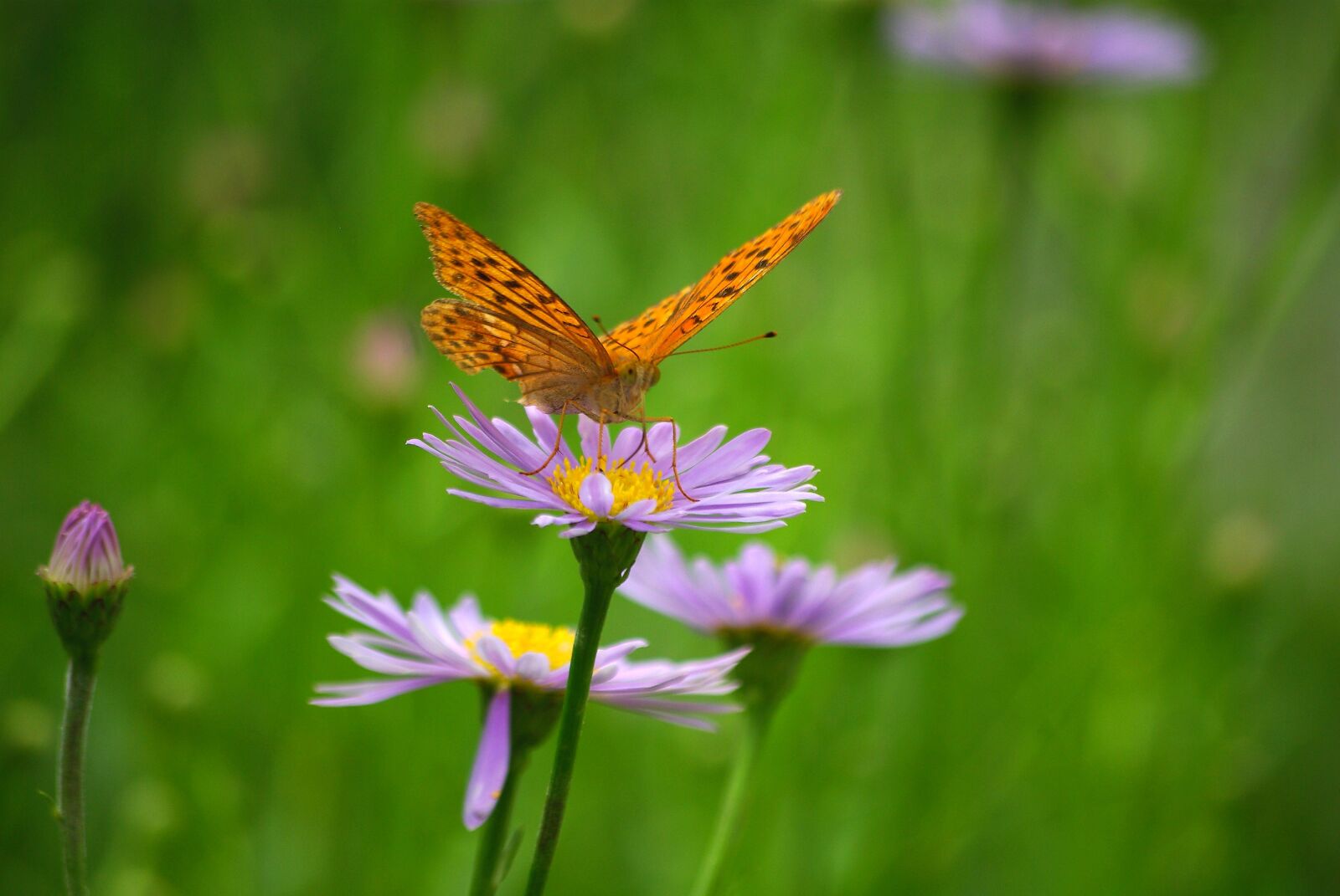Samsung GX-10 sample photo. Nature, summer, flowers photography