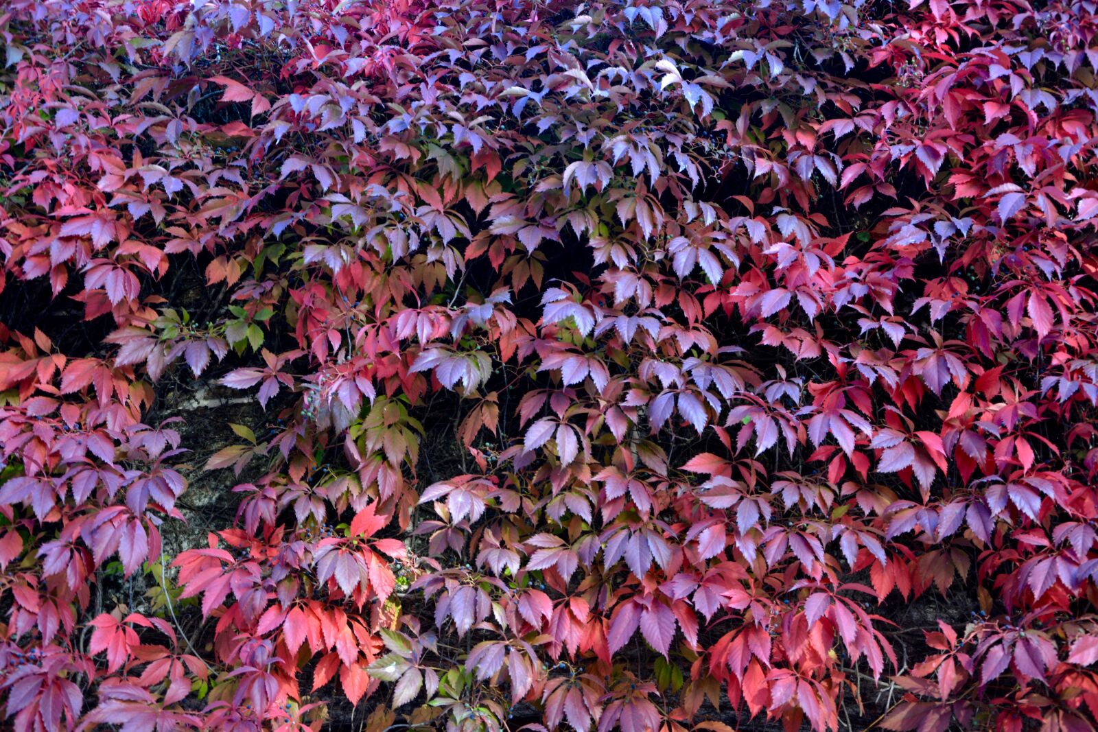 Nikon D5200 sample photo. Vine leaves red, wall photography