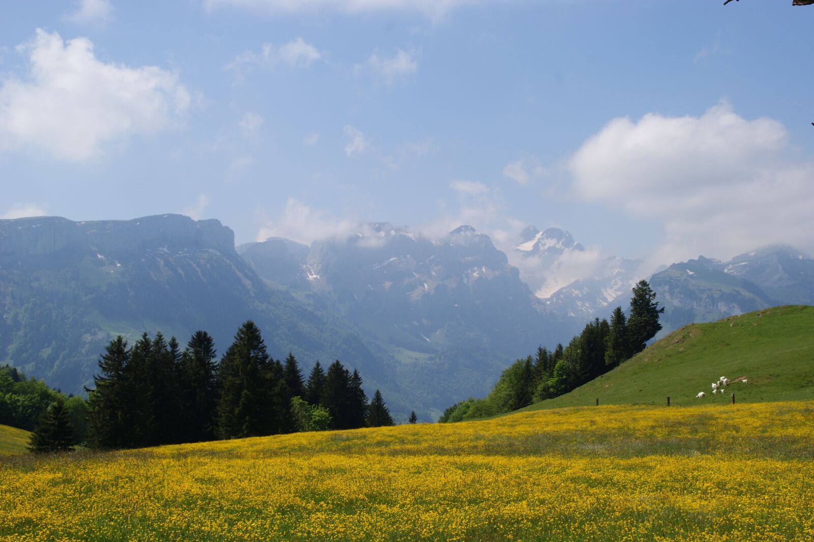 Sony Alpha DSLR-A390 sample photo. Mountains, mountain meadow, bergweide photography