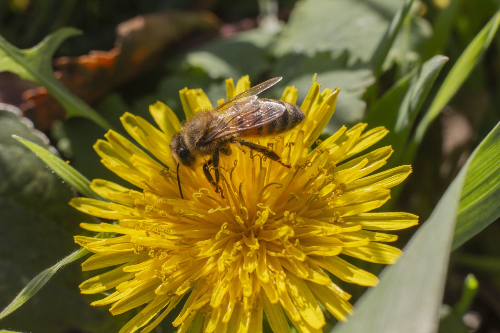 Canon EOS 550D (EOS Rebel T2i / EOS Kiss X4) sample photo. Dandelion, flower, grass photography