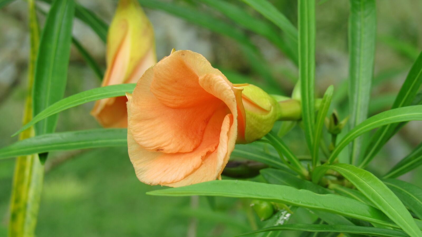 Canon PowerShot SX530 HS sample photo. Nature, leaf, flora photography