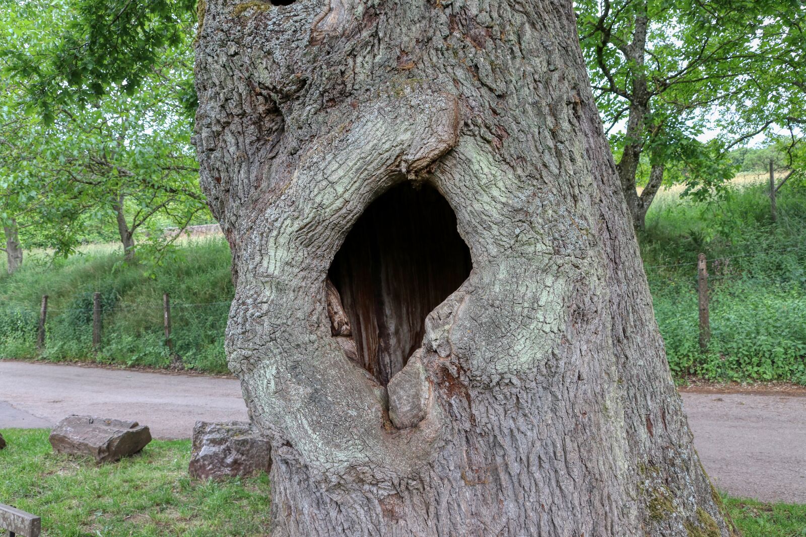 Canon EOS 80D sample photo. Tree, old, hollow photography
