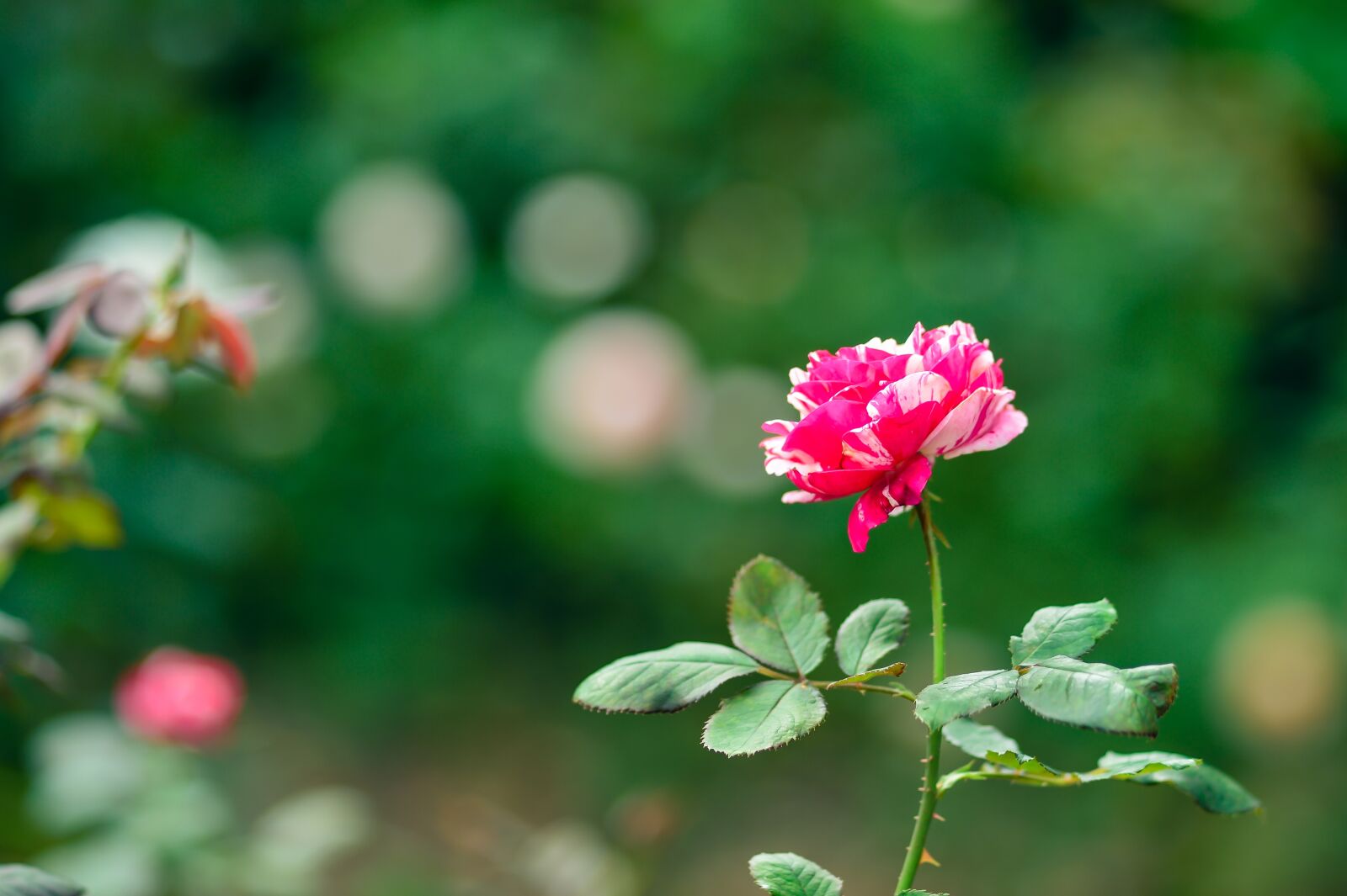 Nikon Df sample photo. Rose, natural, rose garden photography