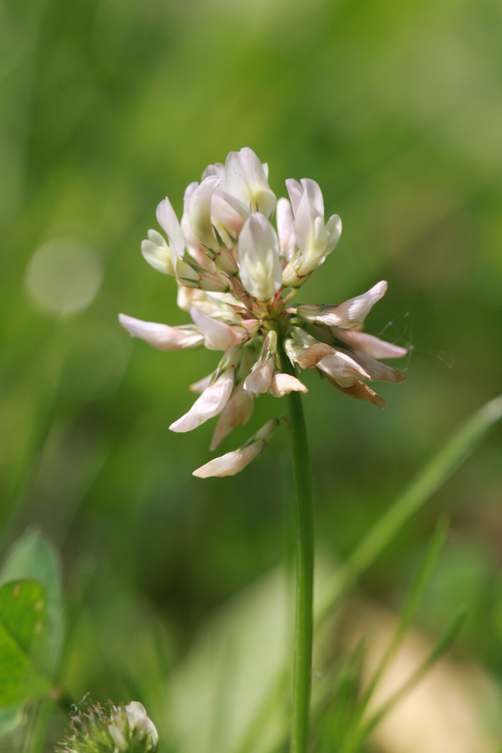 Canon EF 100mm F2.8L Macro IS USM sample photo. Clover flower, wild, clover photography