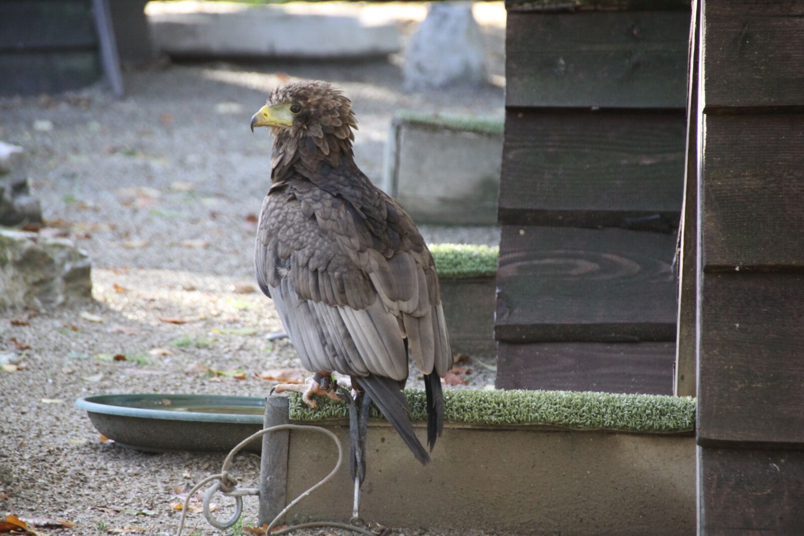 Canon EOS 50D sample photo. Raptor, bird, beak photography
