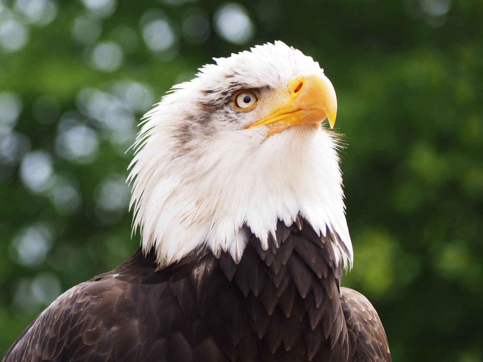Olympus OM-D E-M10 sample photo. Adler, raptor, bird photography