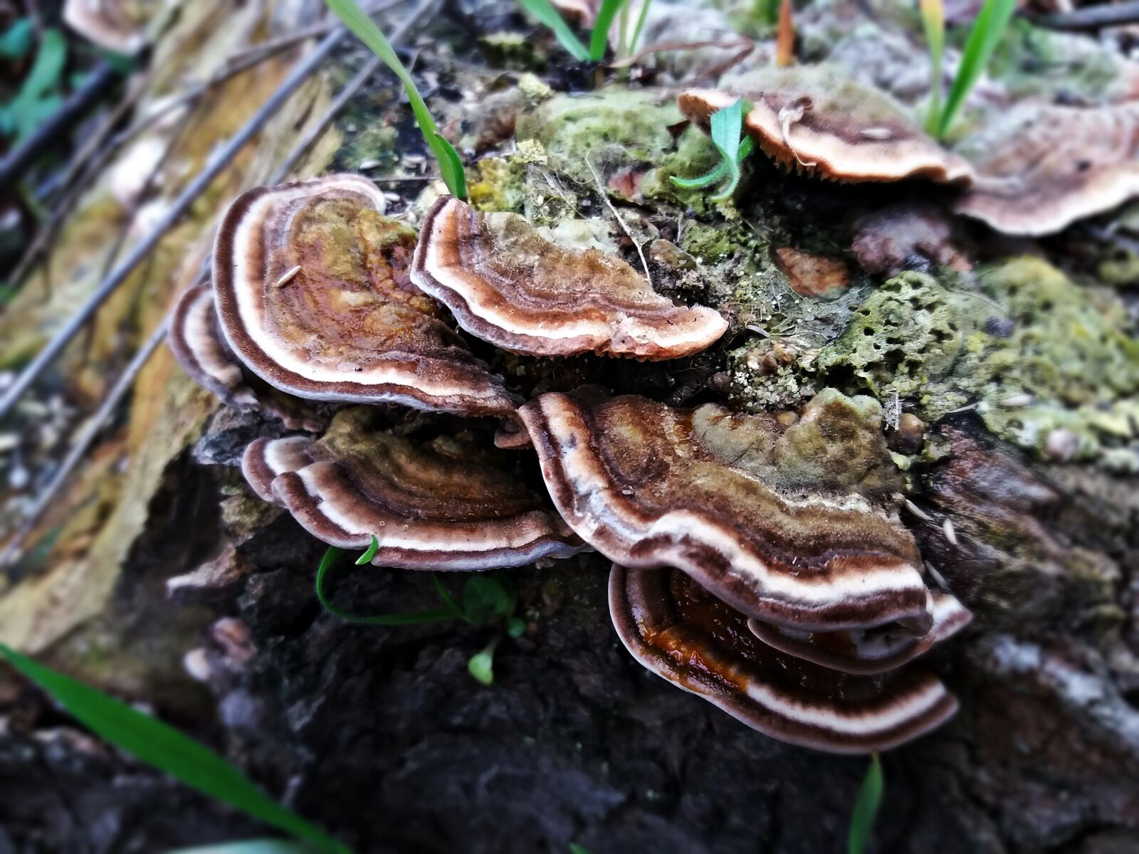 Samsung Galaxy J5 sample photo. Mushroom, hub, the parasite photography