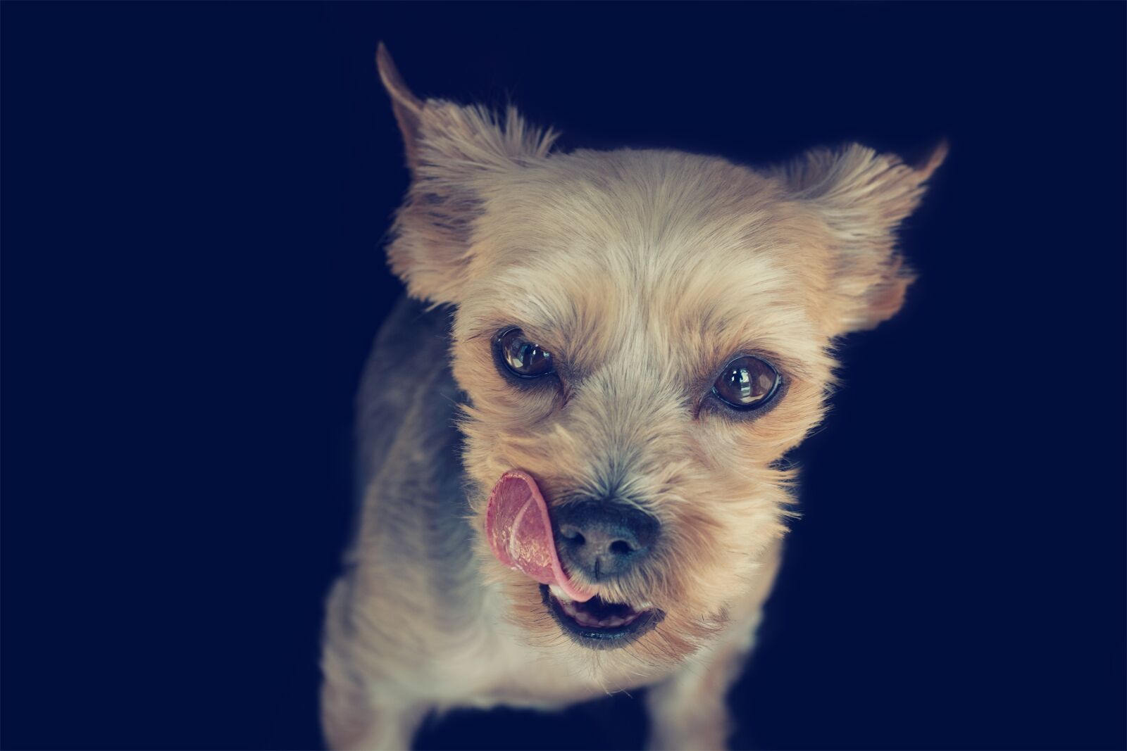 Nikon D7100 sample photo. Yorki, dog, yorkie photography