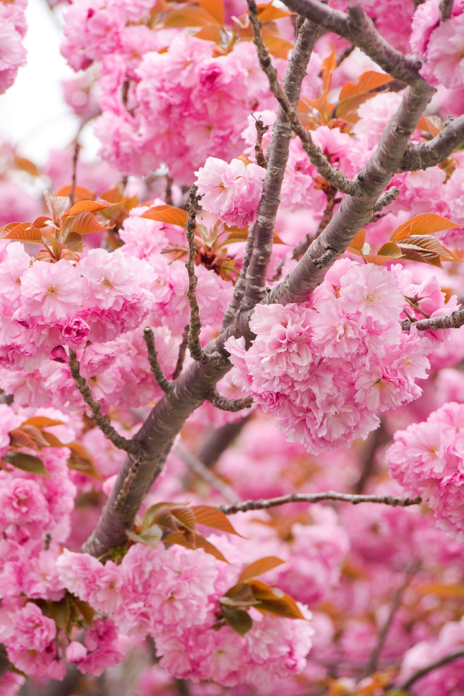 Olympus OM-D E-M5 sample photo. Sakura, japan, japanese photography