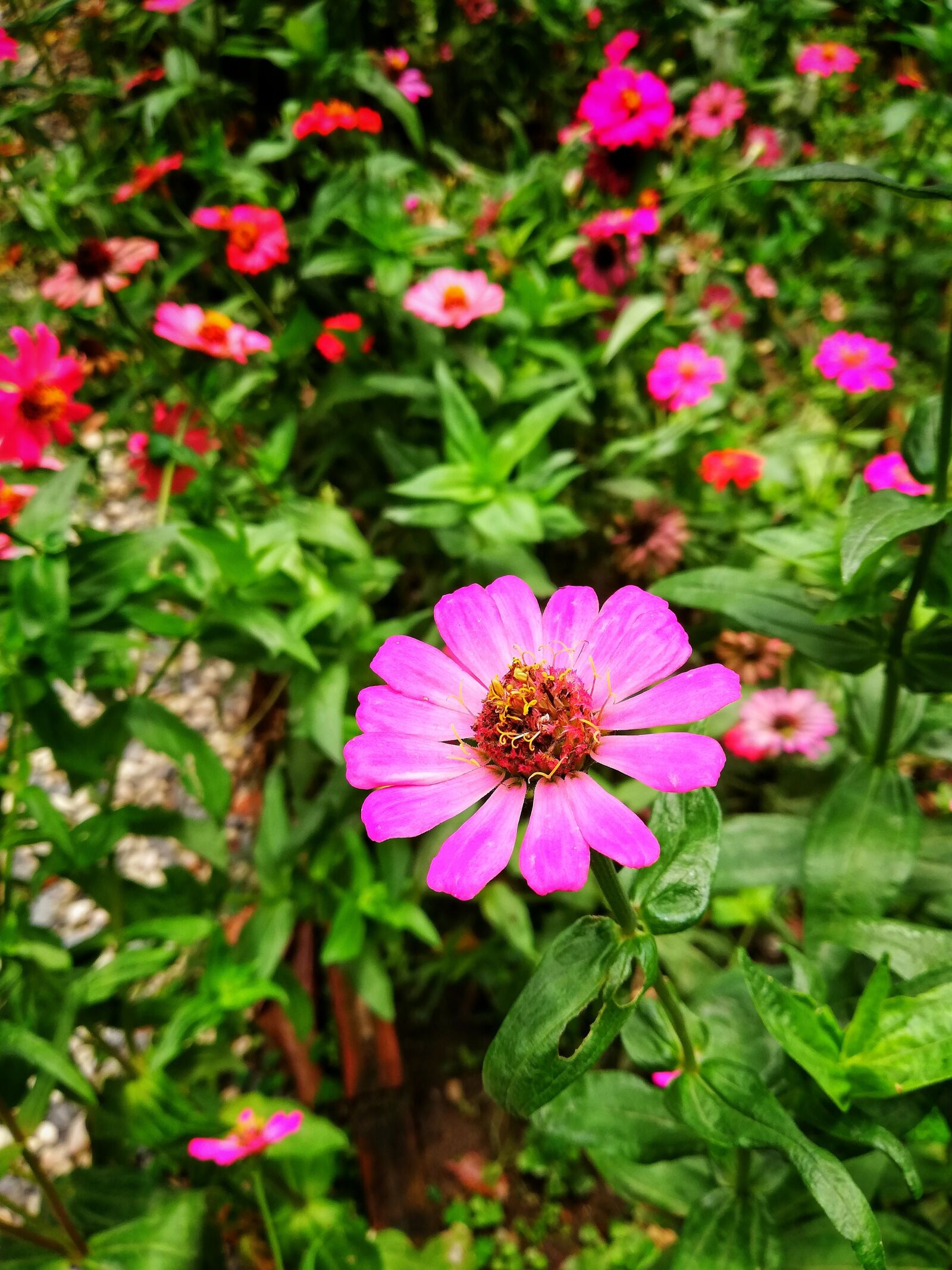 HUAWEI P20 lite sample photo. Flowers, flower, the pink photography