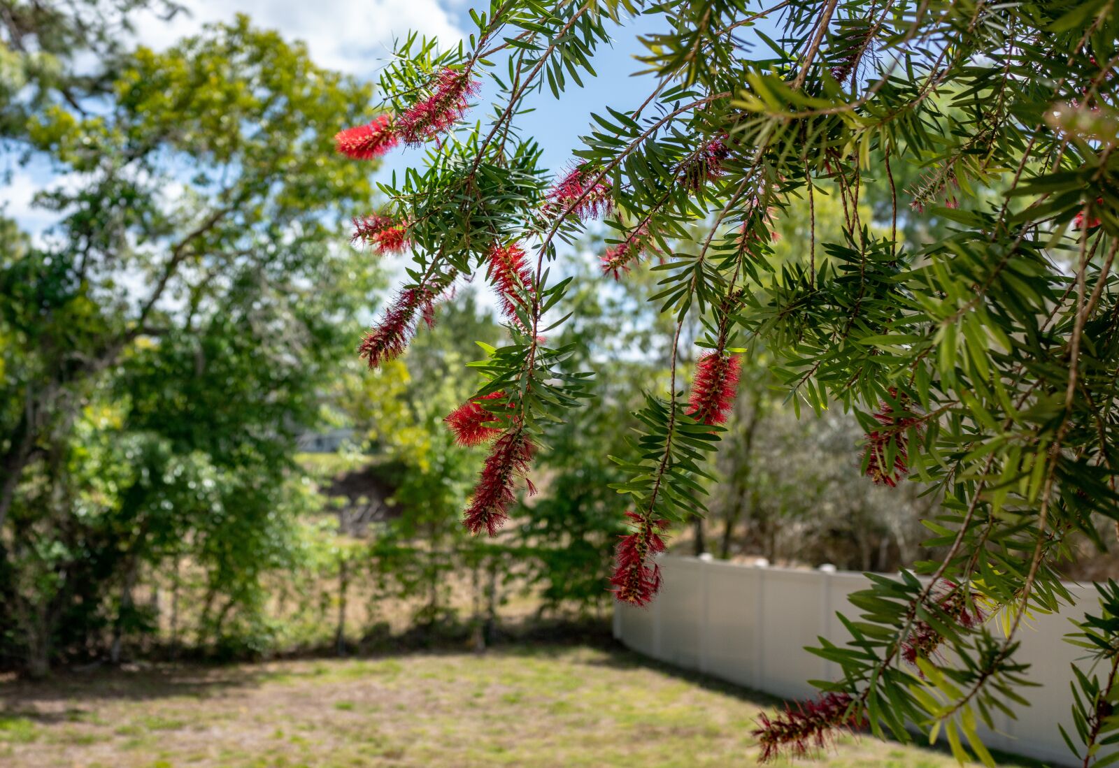 Sony Cyber-shot DSC-RX1R II sample photo. Bottle brush flowers, yard photography