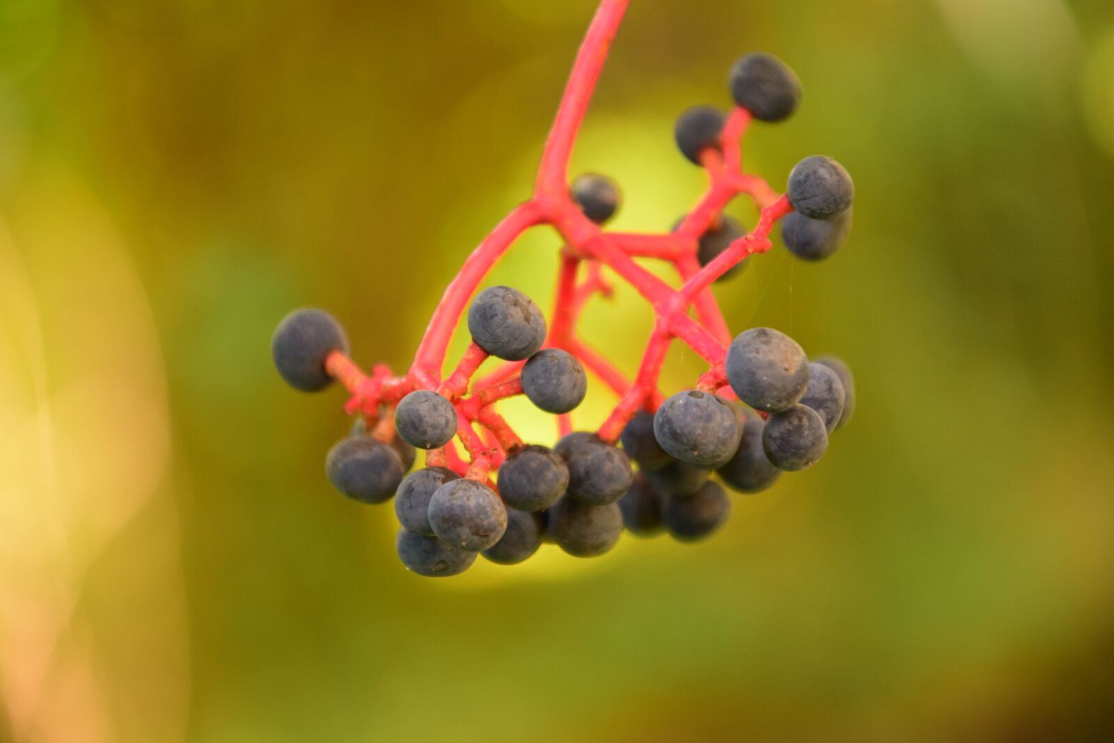 Nikon D3300 sample photo. Rowanberries, black, red stalk photography