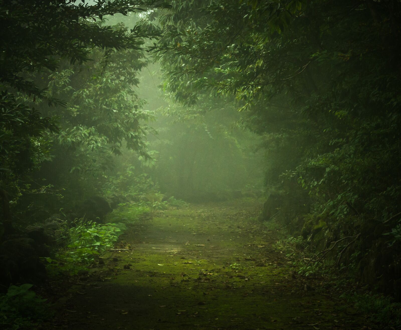 Sony Alpha NEX-5N sample photo. Wood, forest, nature photography