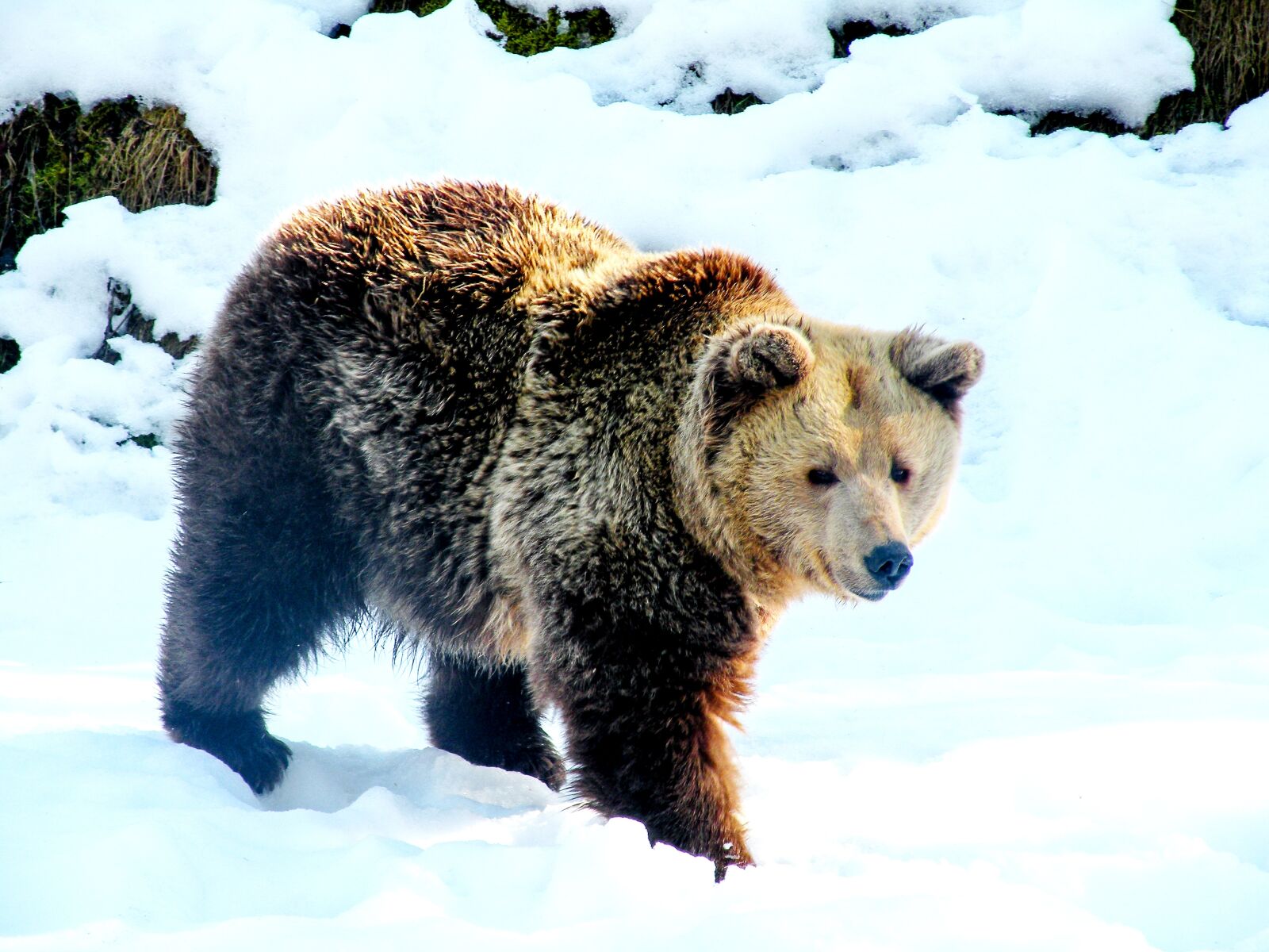 Nikon Coolpix P80 sample photo. Bear, snow, brown bear photography