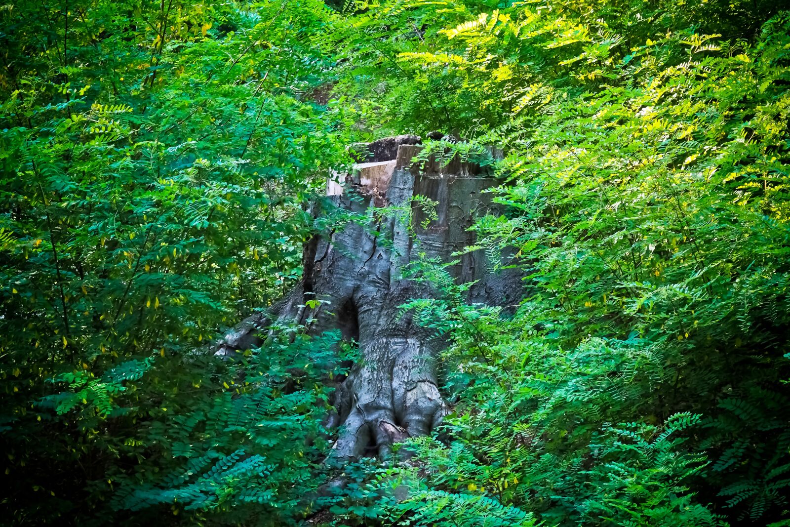 Olympus OM-D E-M10 sample photo. Tree, log, forest photography