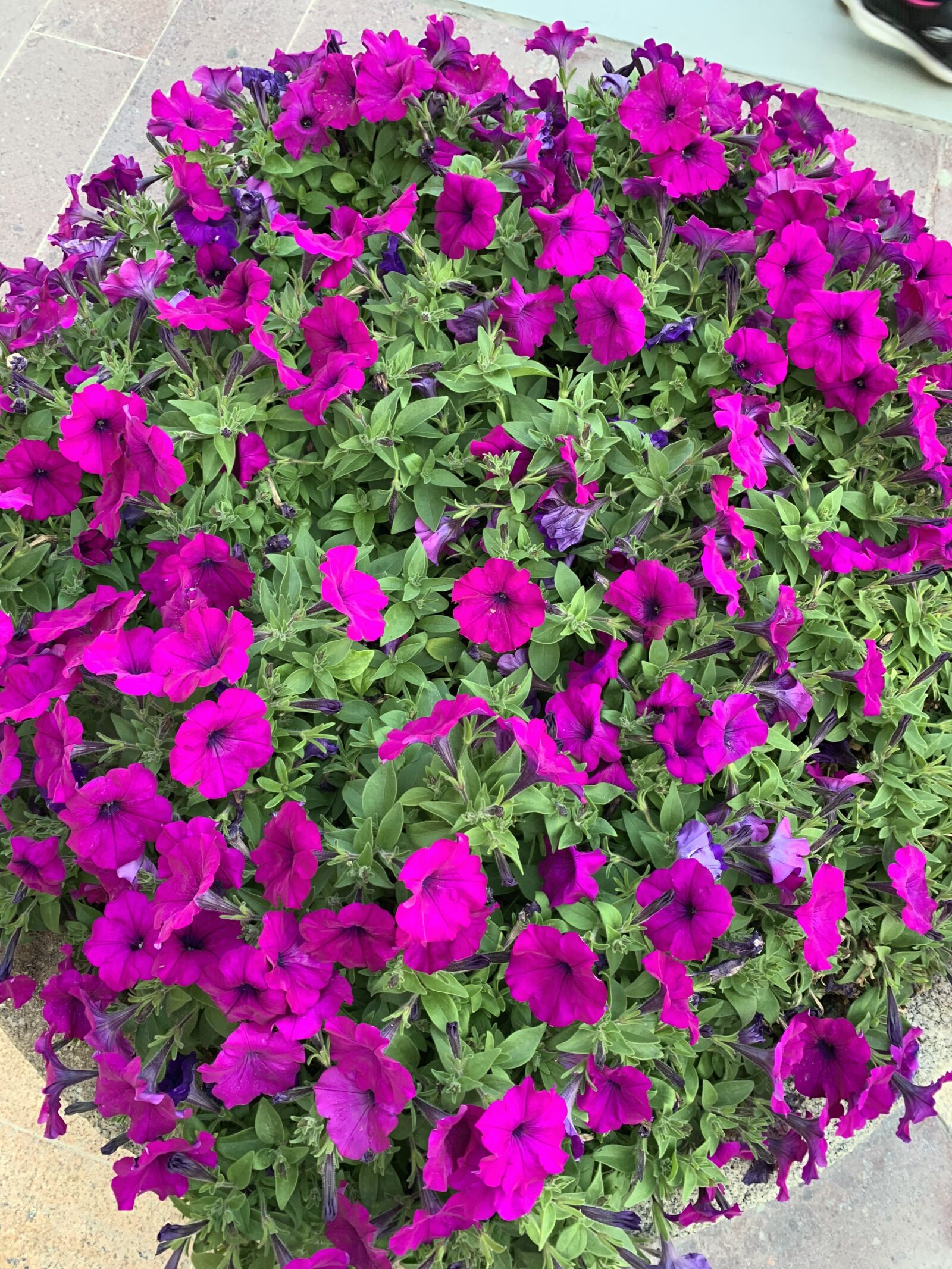 iPhone XR back camera 4.25mm f/1.8 sample photo. Flowers, spring, nature photography