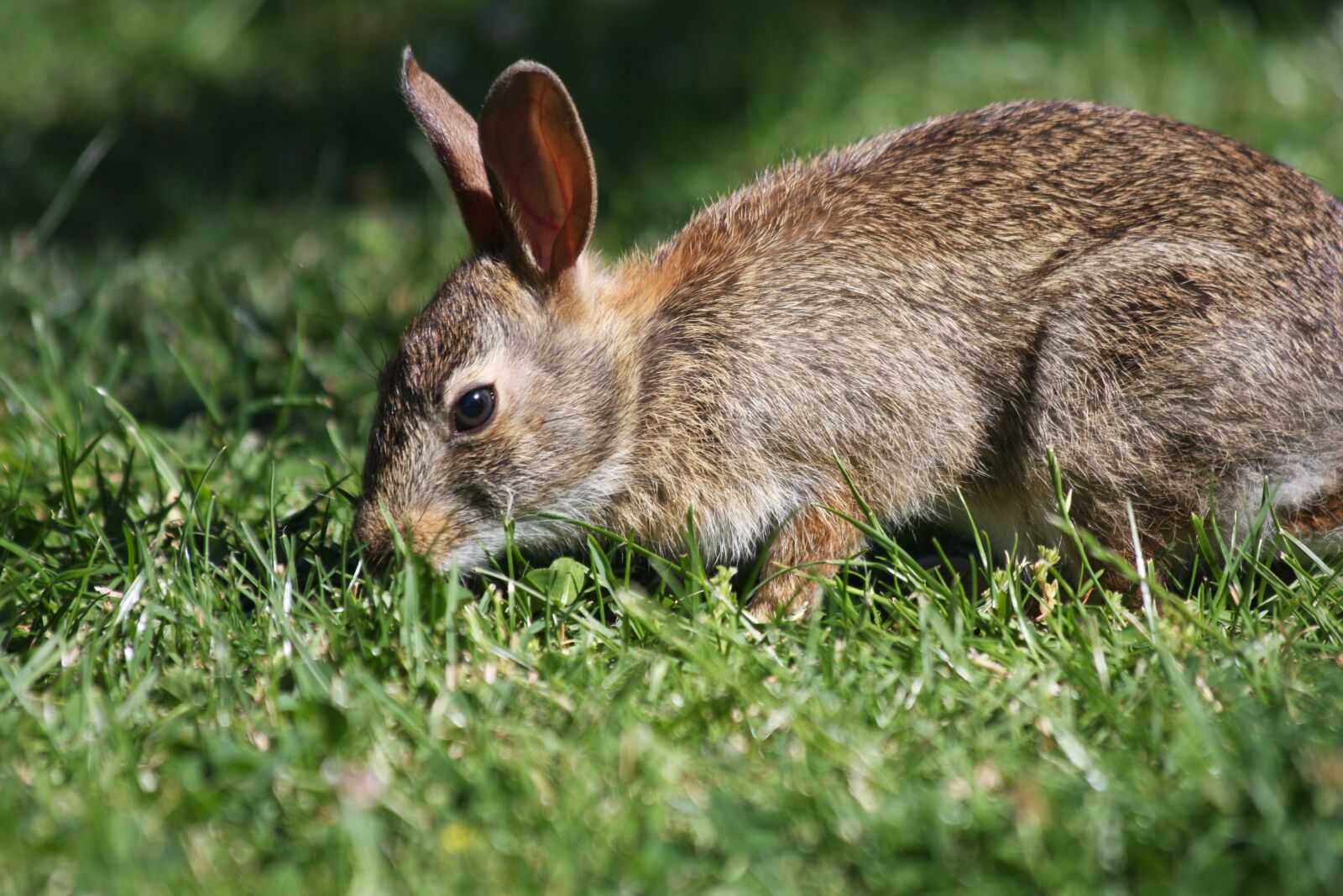 Canon EOS 40D sample photo. Rabbit, brown rabbit, nibbling photography