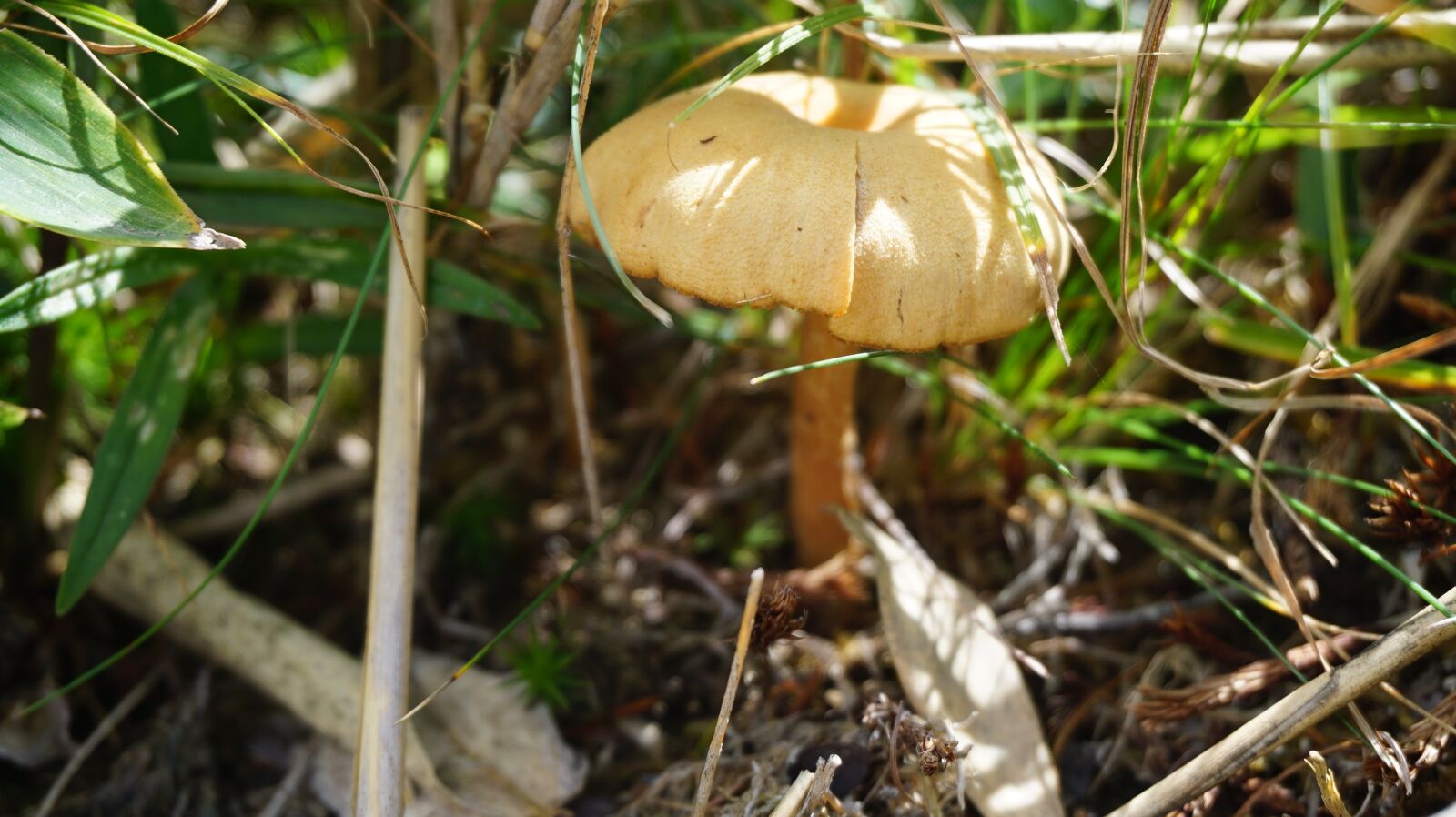 Sony a6000 sample photo. Mushroom, dwarf umbrella, natural photography