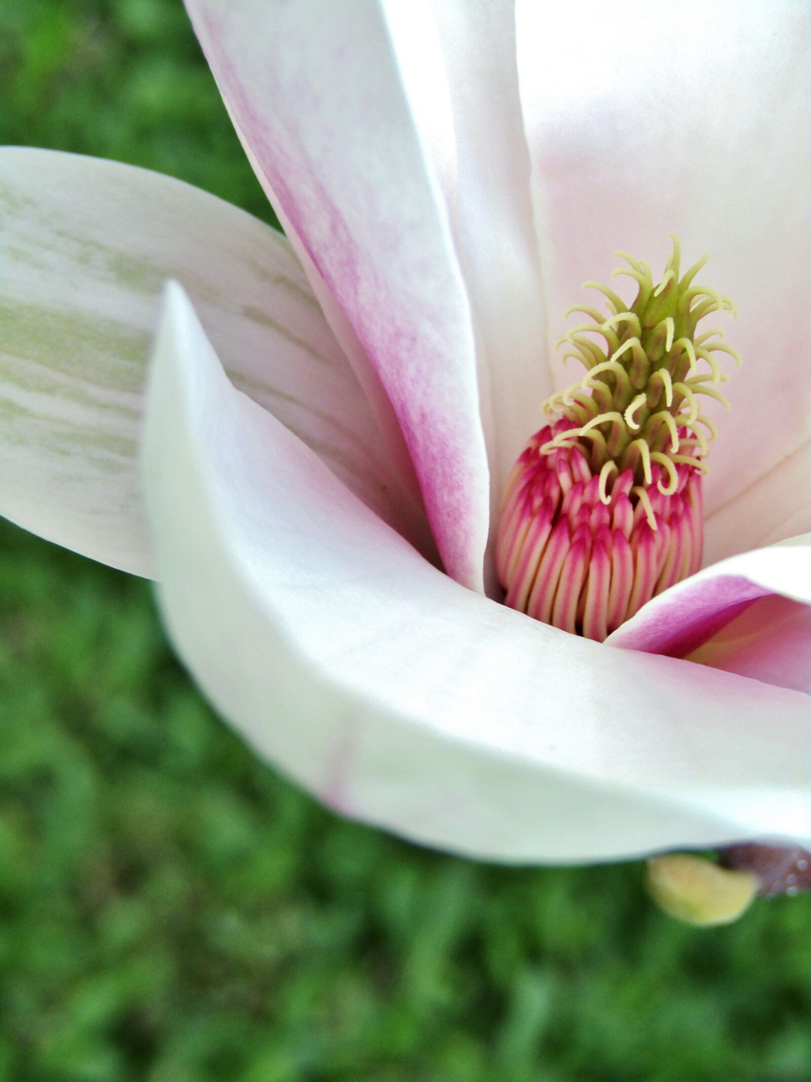 Canon POWERSHOT SX432 IS sample photo. Magnolia, magnolia blossom, flower photography