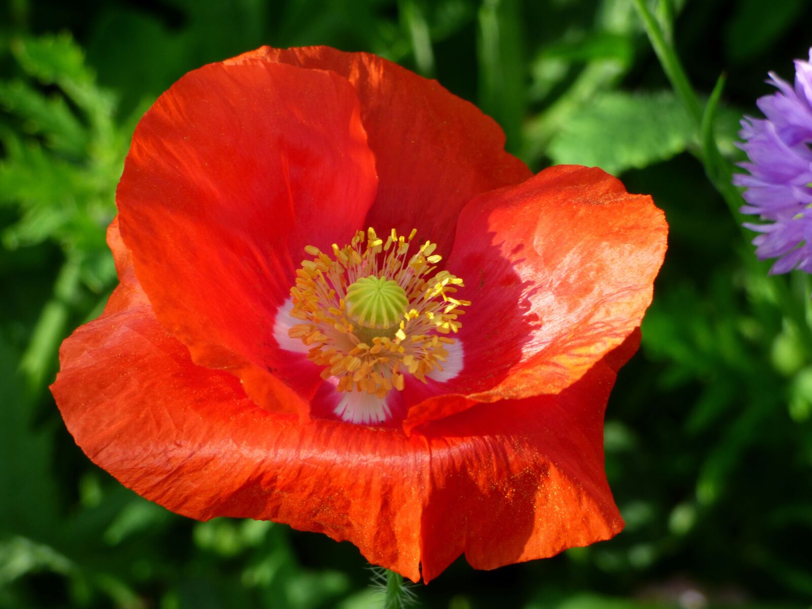Panasonic DMC-FZ72 sample photo. Flower, poppy, flowering photography