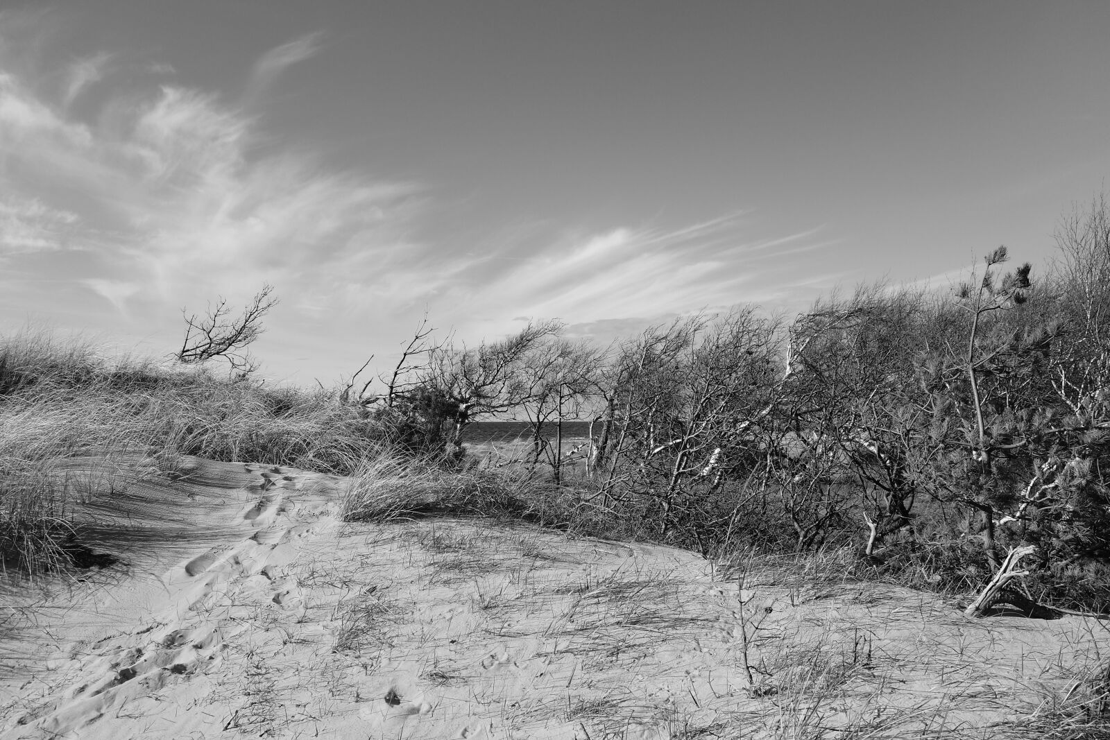 Sony Cyber-shot DSC-RX100 II sample photo. National park, vorpommersche boddenlandschaft photography