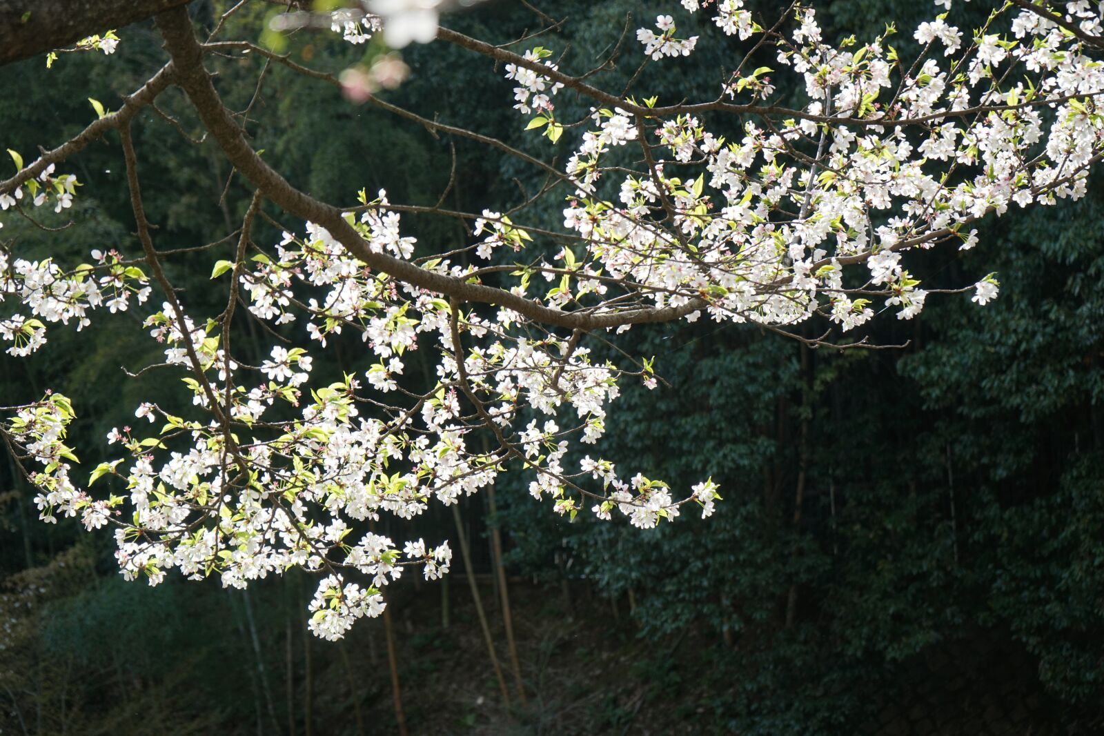 Sony a7 + Sony FE 28-70mm F3.5-5.6 OSS sample photo. Blossom, flower, nature photography