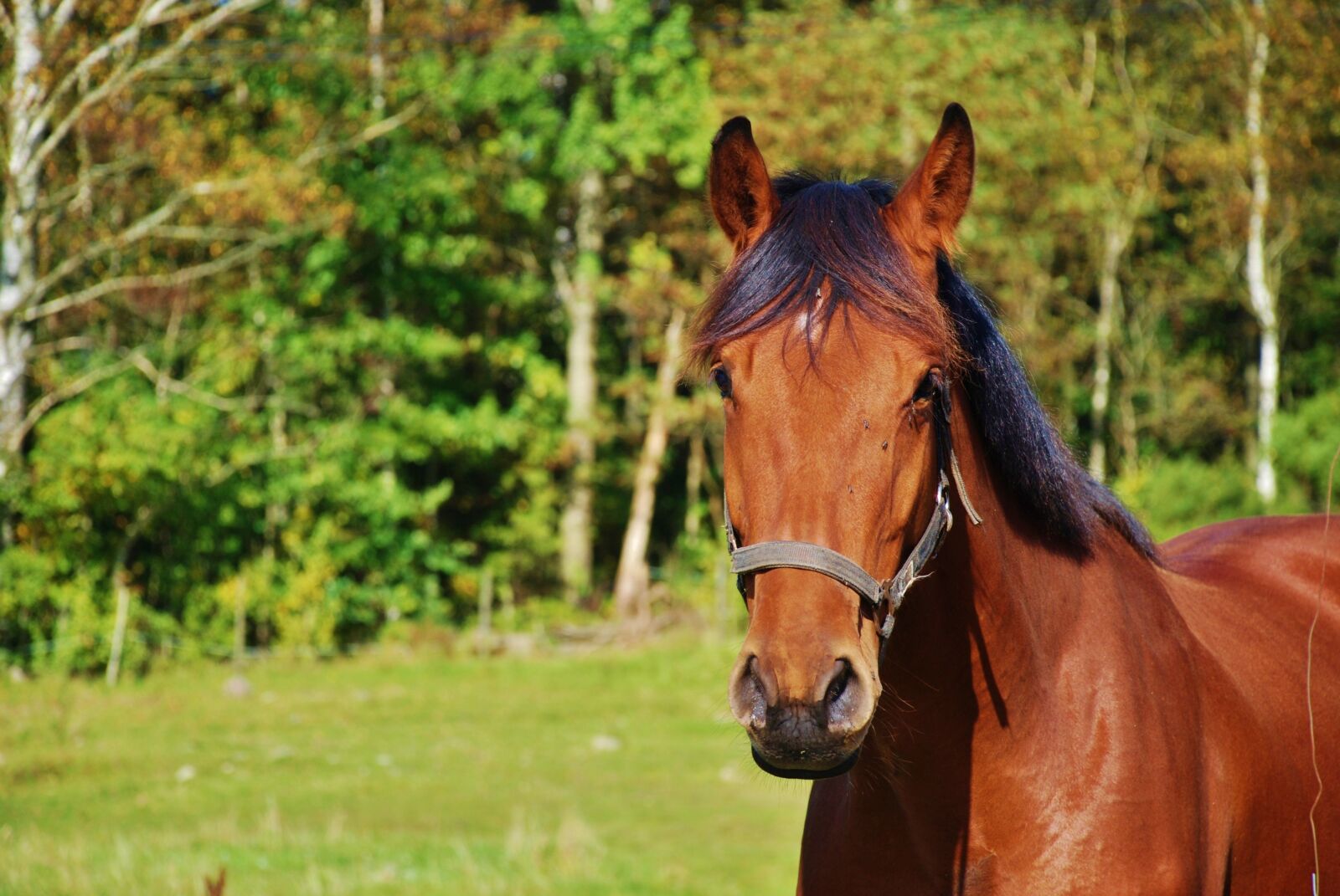 Nikon D80 sample photo. Horse, animal, farm photography