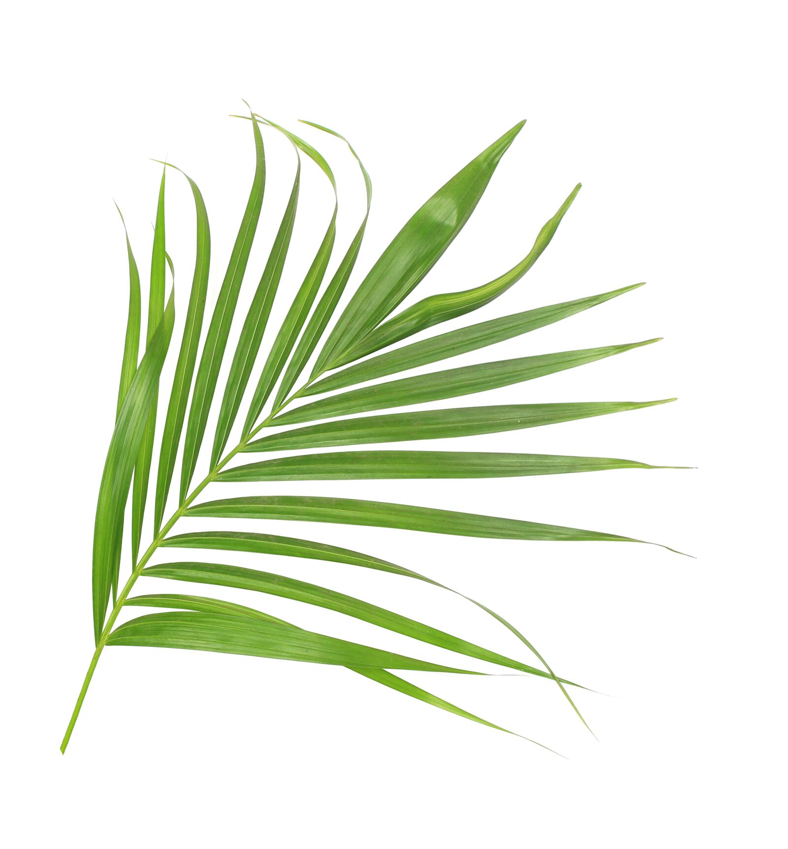 Canon EOS 700D (EOS Rebel T5i / EOS Kiss X7i) sample photo. Palm, leaf, leaves photography