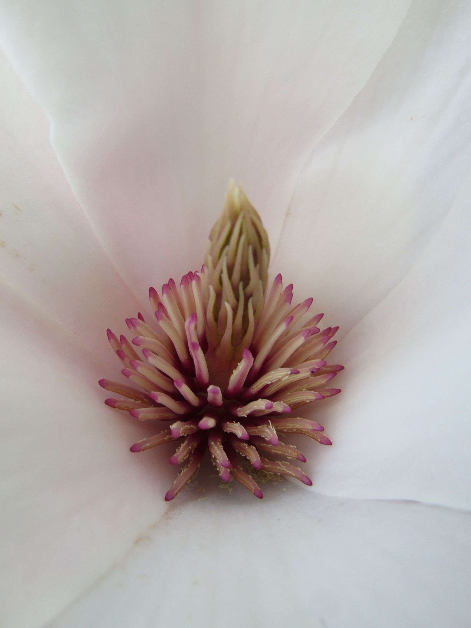 Canon POWERSHOT SX432 IS sample photo. Flower, nature, plant photography