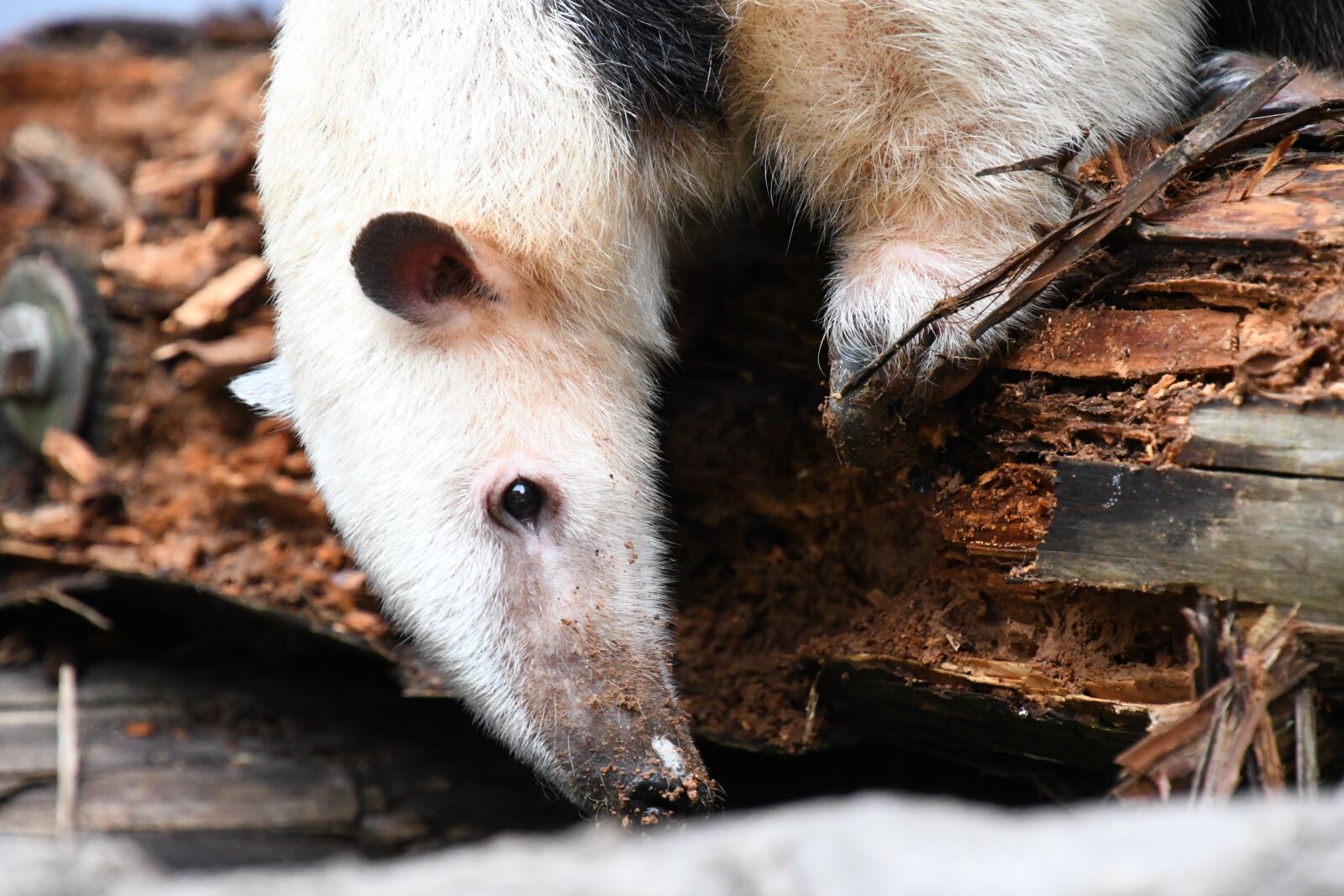 Nikon D7500 sample photo. Anteater, eat, search photography