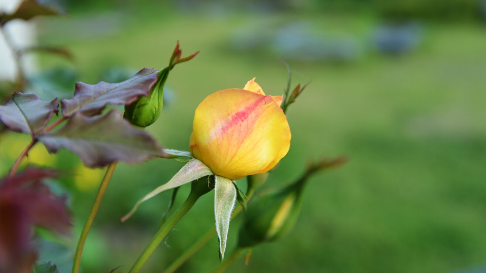 Nikon D800 sample photo. Spring, wildflower, flower gardens photography