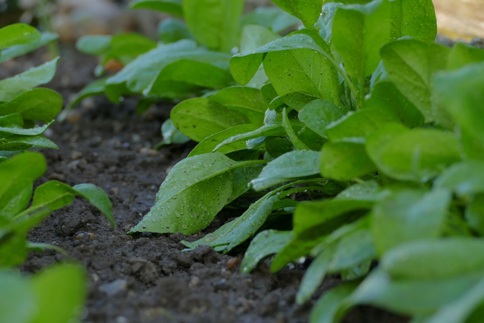 Panasonic Lumix DMC-FZ1000 sample photo. Spinach, ground, the preparation photography