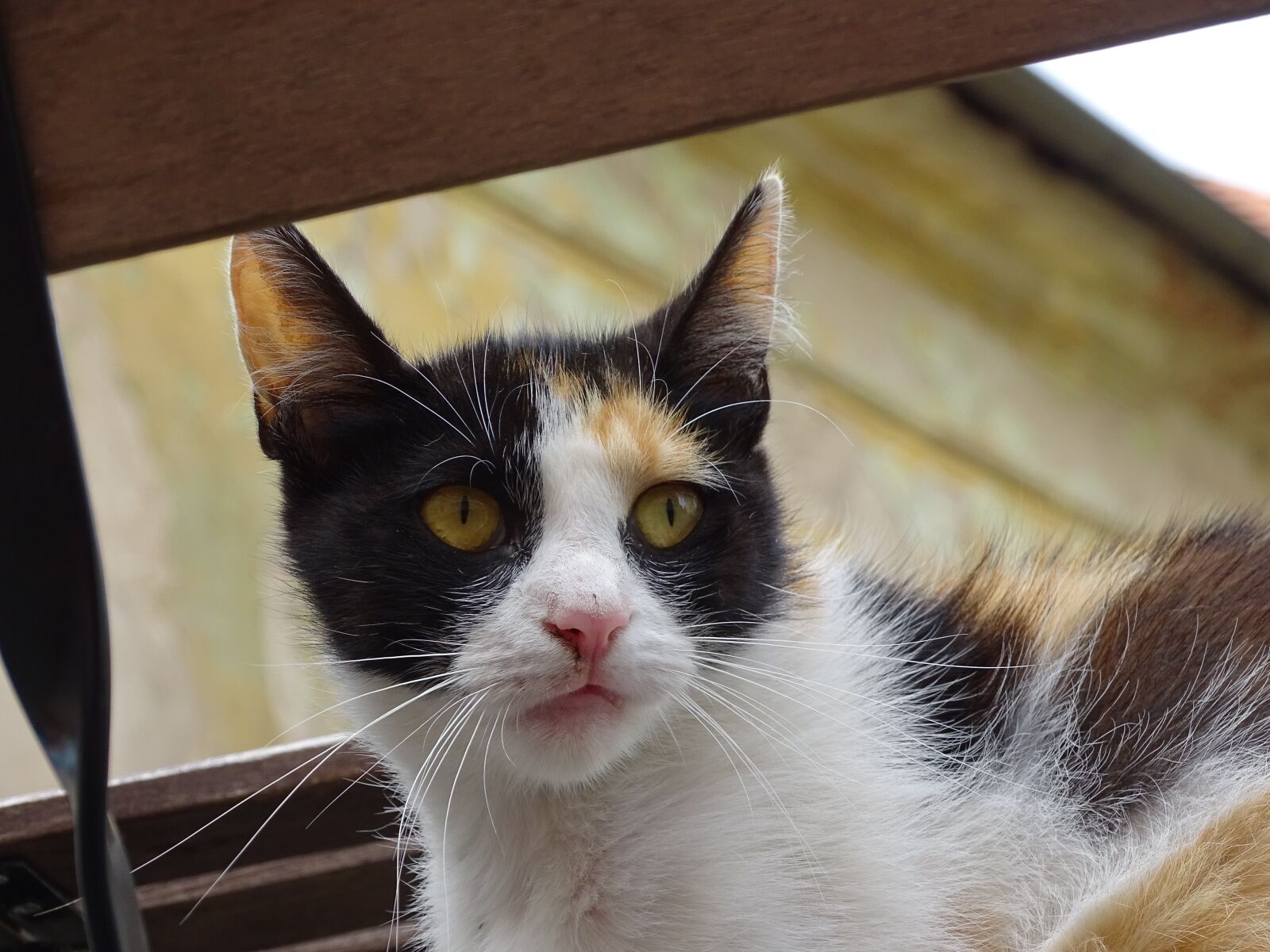 Sony Cyber-shot DSC-HX400V sample photo. Cat, animal, mammal photography
