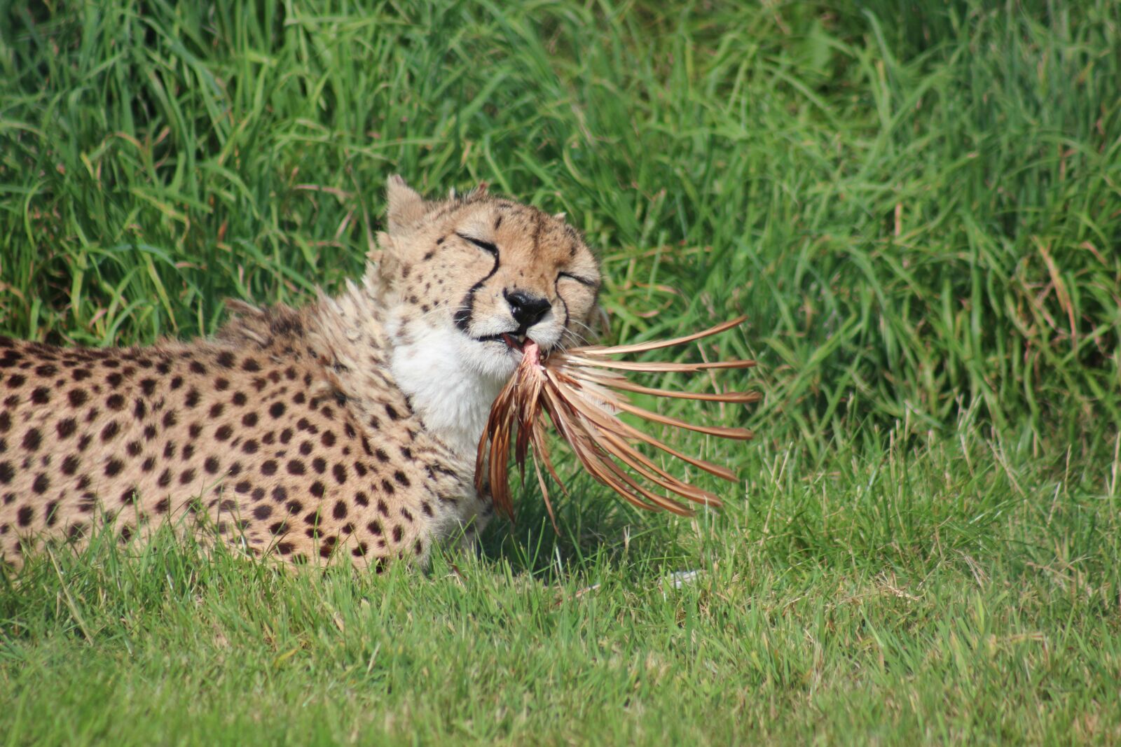 Canon EF 75-300mm f/4-5.6 USM sample photo. Cheetah, feeding, zoo photography