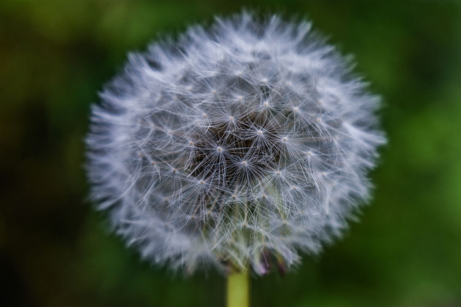 Nikon D3400 sample photo. Dandelion, tooth-of-lion, seeds photography