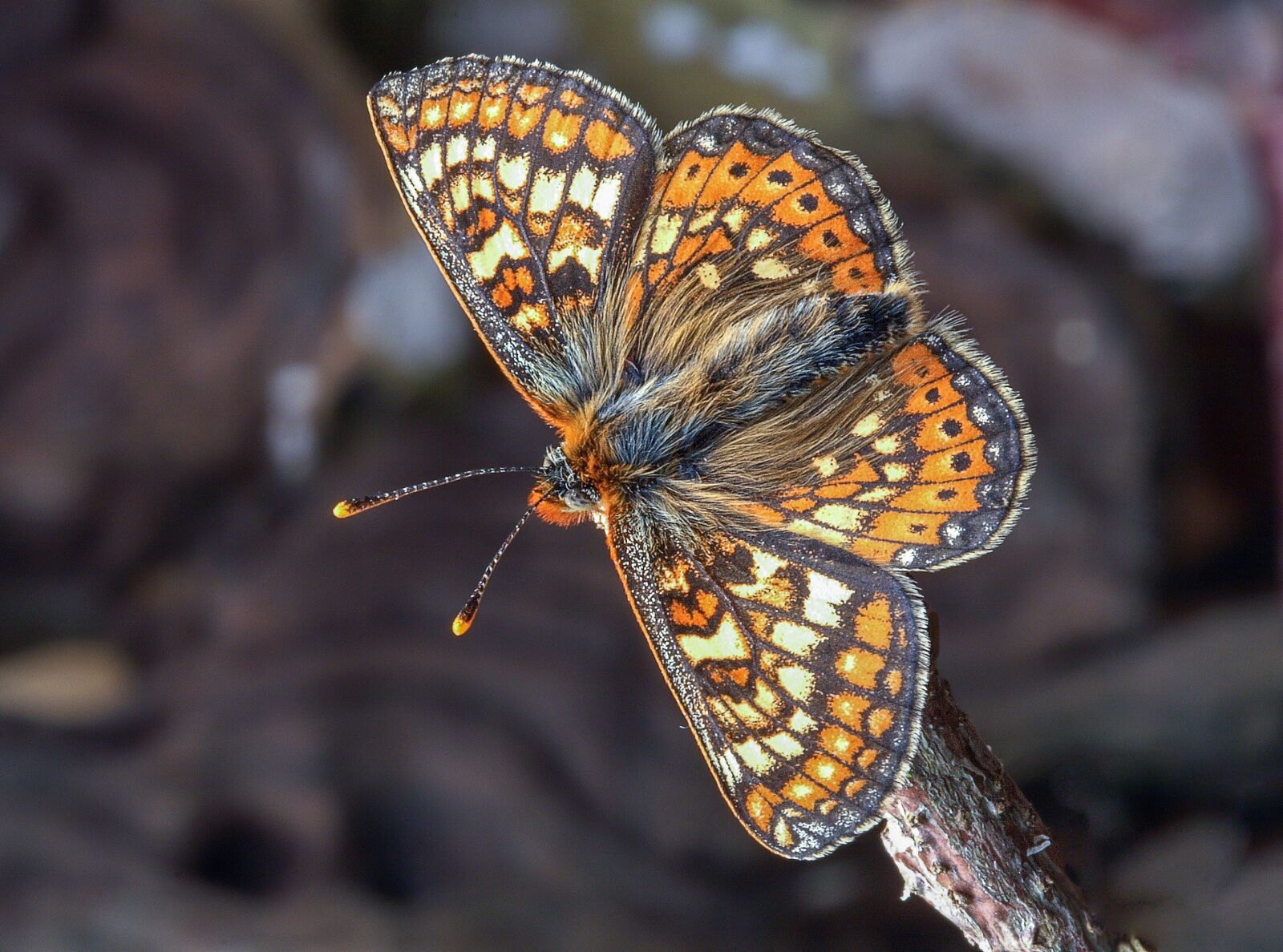 Canon EOS 350D (EOS Digital Rebel XT / EOS Kiss Digital N) sample photo. Butterfly, marsh fritillary, wings photography