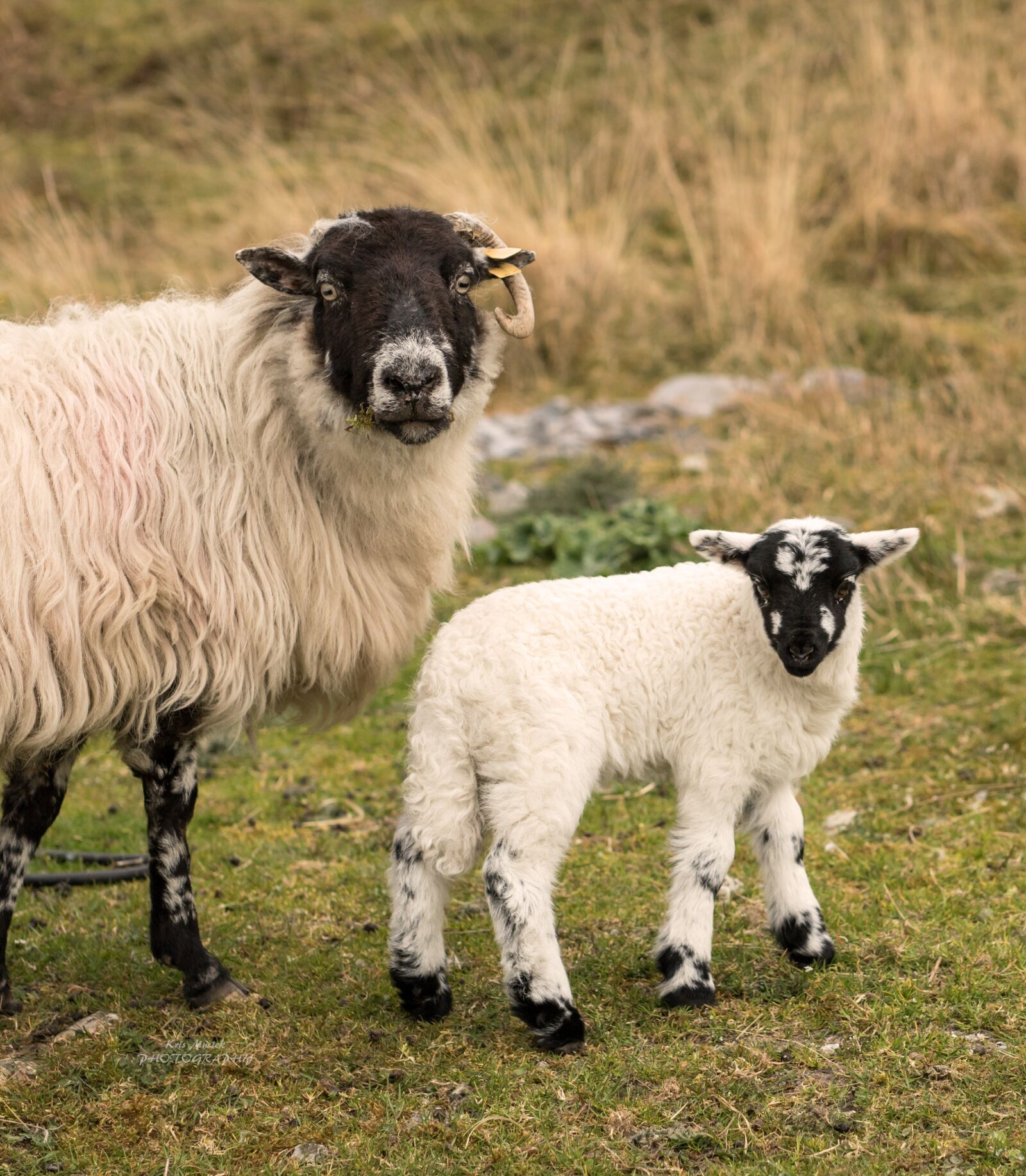 Canon EOS 7D Mark II sample photo. Animals, sheep, nature photography