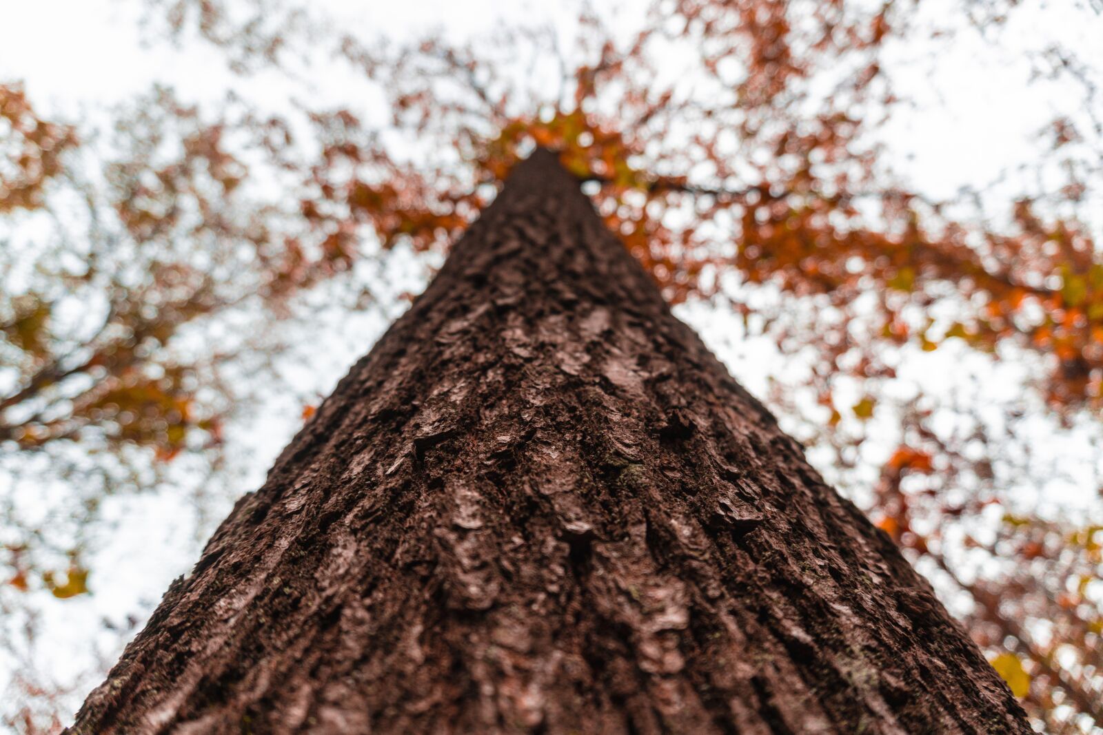 Sony a6300 sample photo. Autumn, forest path, leaves photography