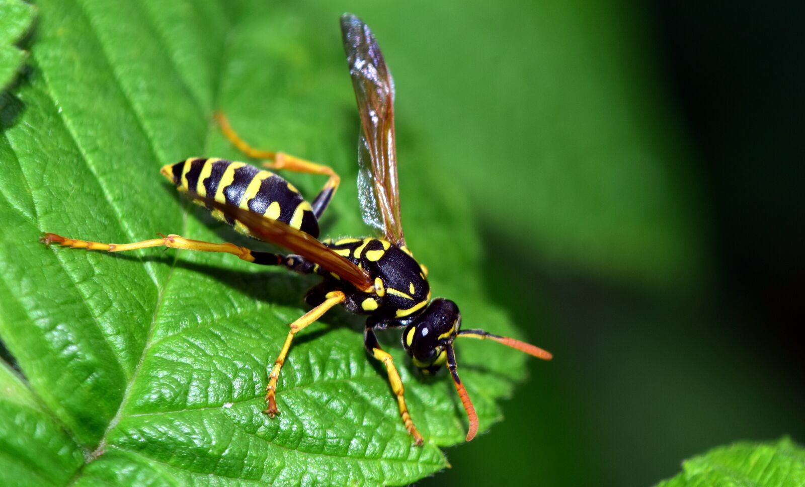 Nikon D3300 sample photo. Wasp, leaf, insect photography