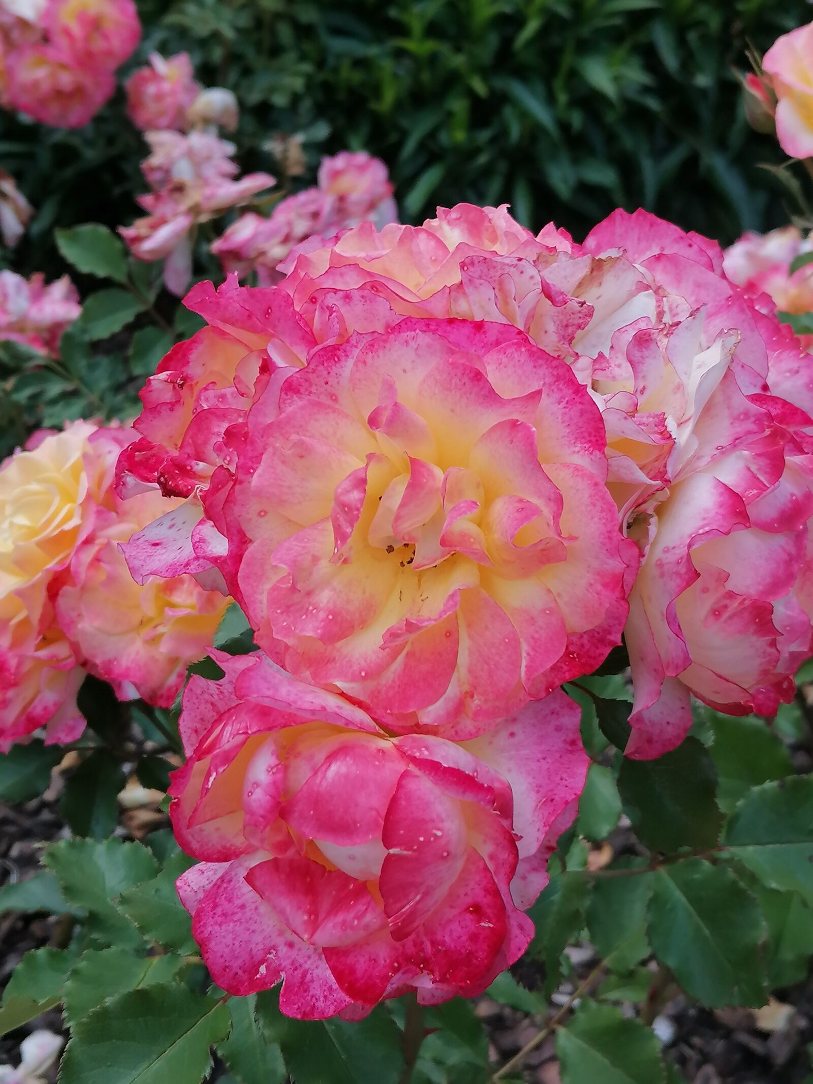 HUAWEI P30 LITE sample photo. Rose bloom, roses, roma photography