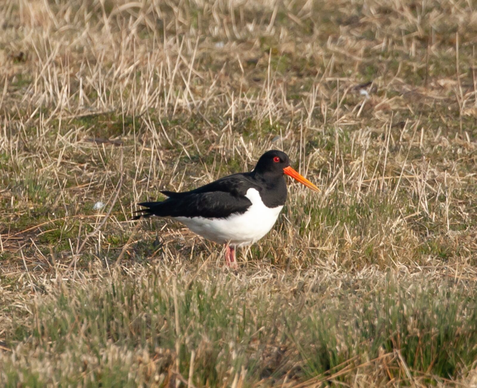 Canon EOS 5D Mark II sample photo. Oyster catcher, water bird photography