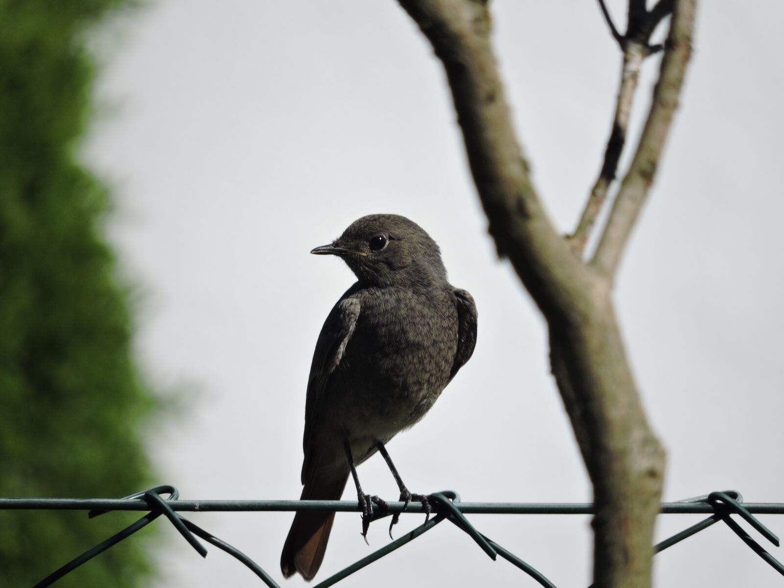 Nikon Coolpix P600 sample photo. Bird, animal, feather photography