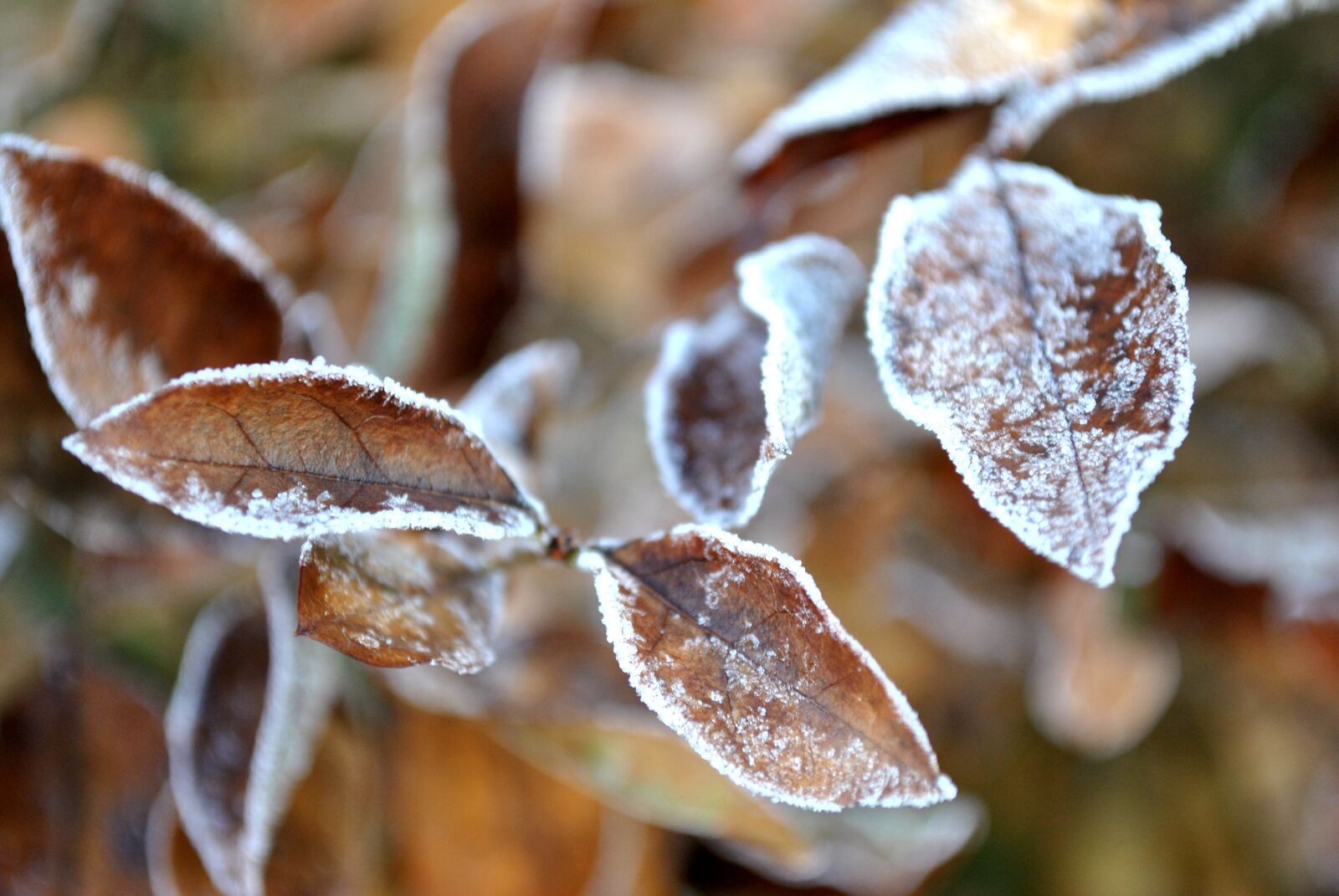 Nikon D3000 sample photo. Foliage, frost, snow photography