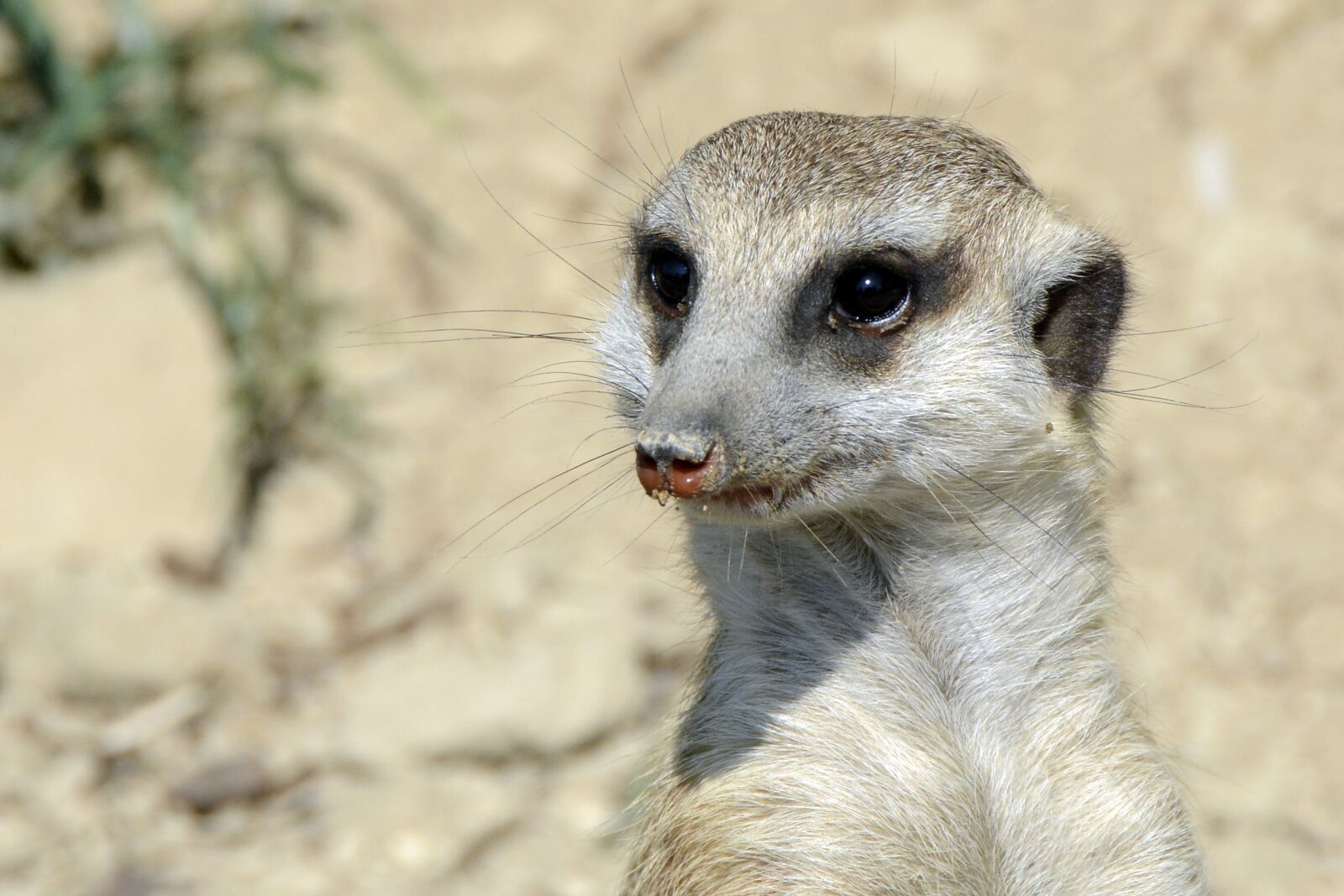 Nikon D7100 sample photo. Meerkat, animal, cute photography