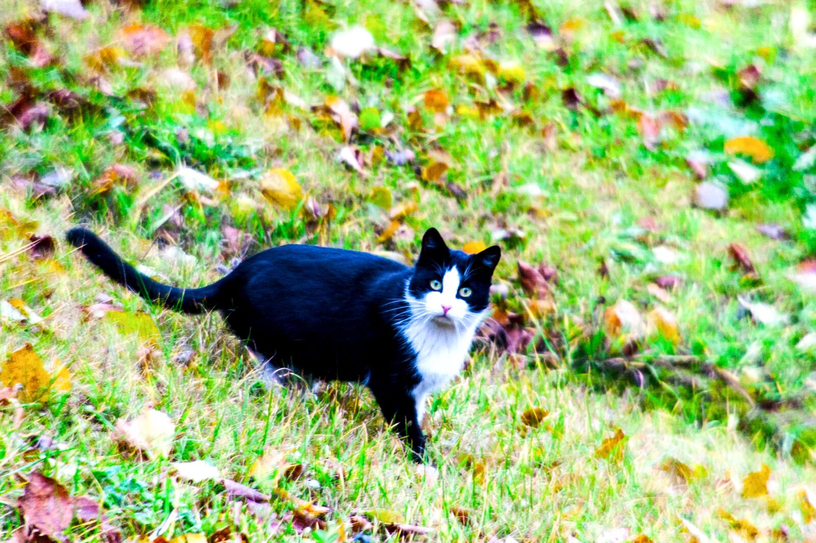 Nikon D40 sample photo. Cat on the grass photography