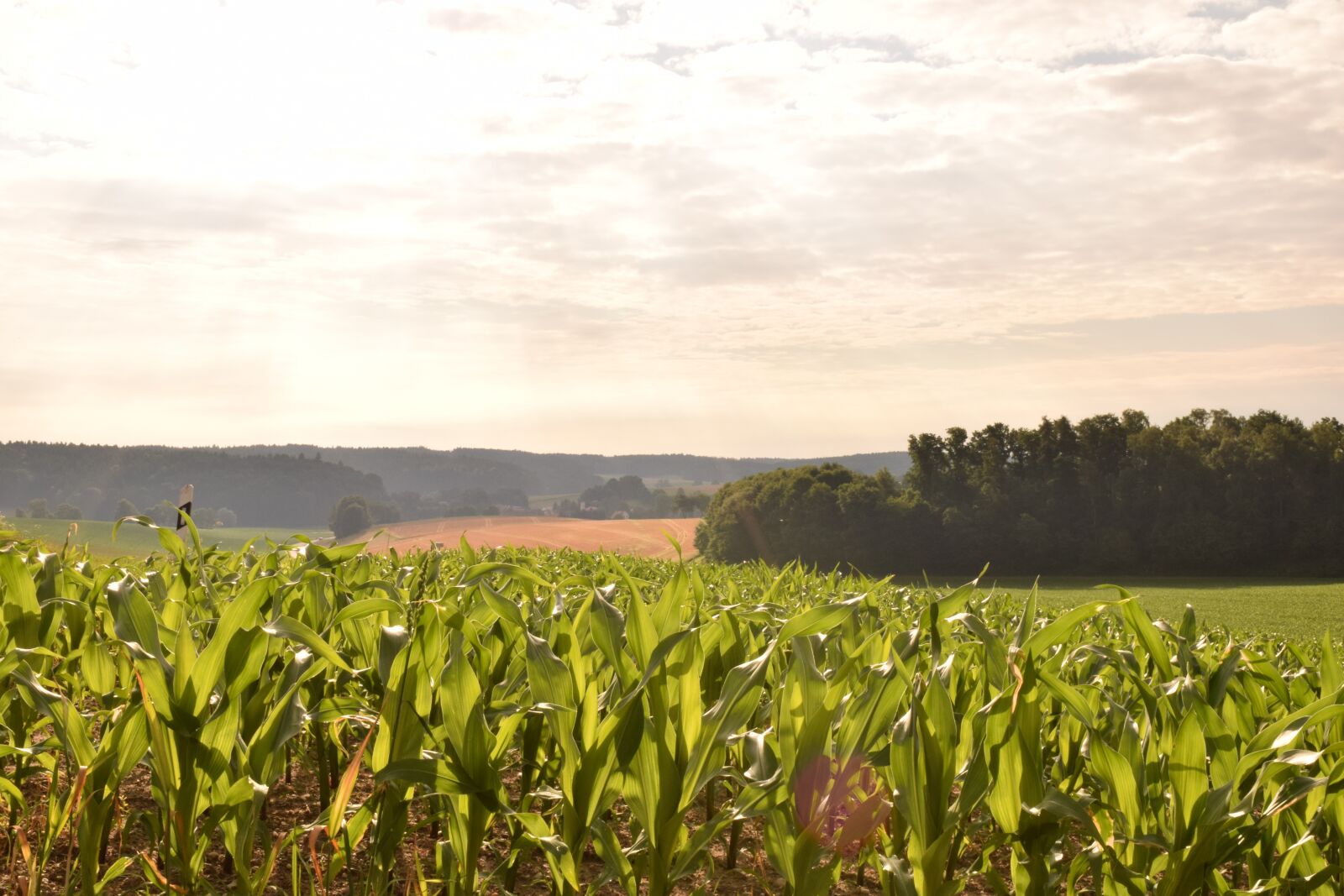 Nikon D3300 sample photo. Field, cornfield, agriculture photography