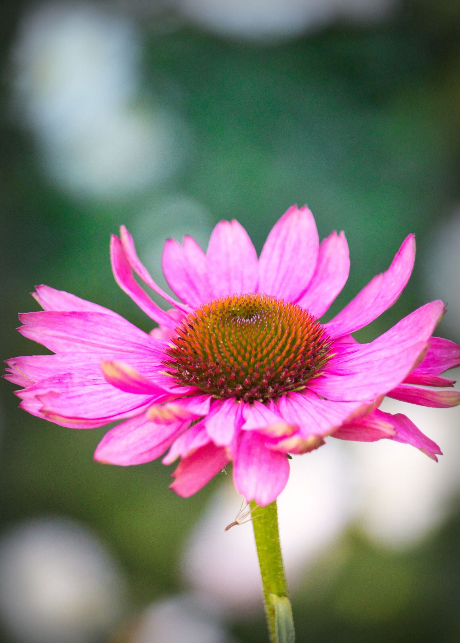 Canon EOS 200D (EOS Rebel SL2 / EOS Kiss X9) sample photo. Coneflower, beauty, pink photography
